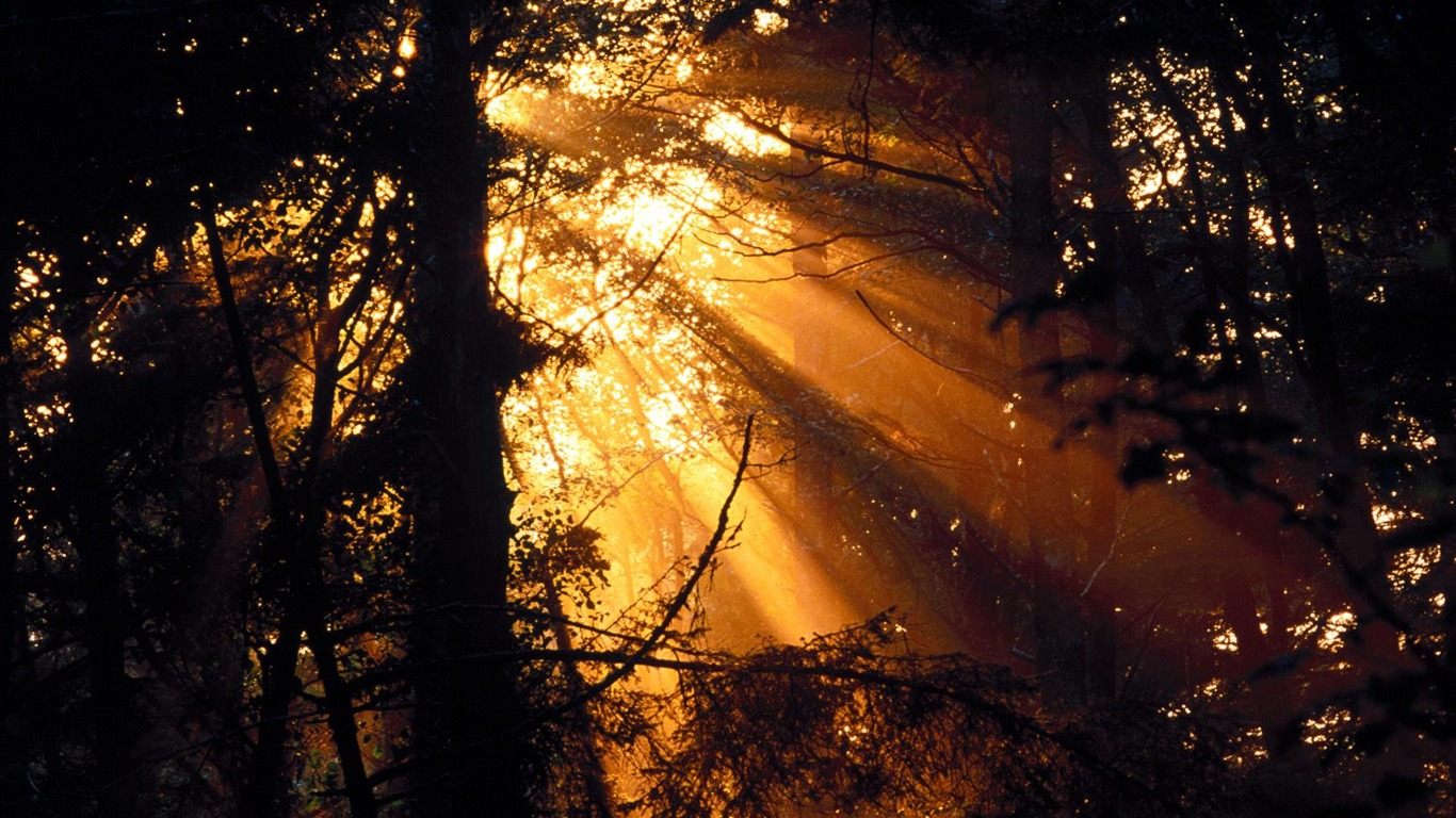 Forest tree wallpaper #20 - 1366x768