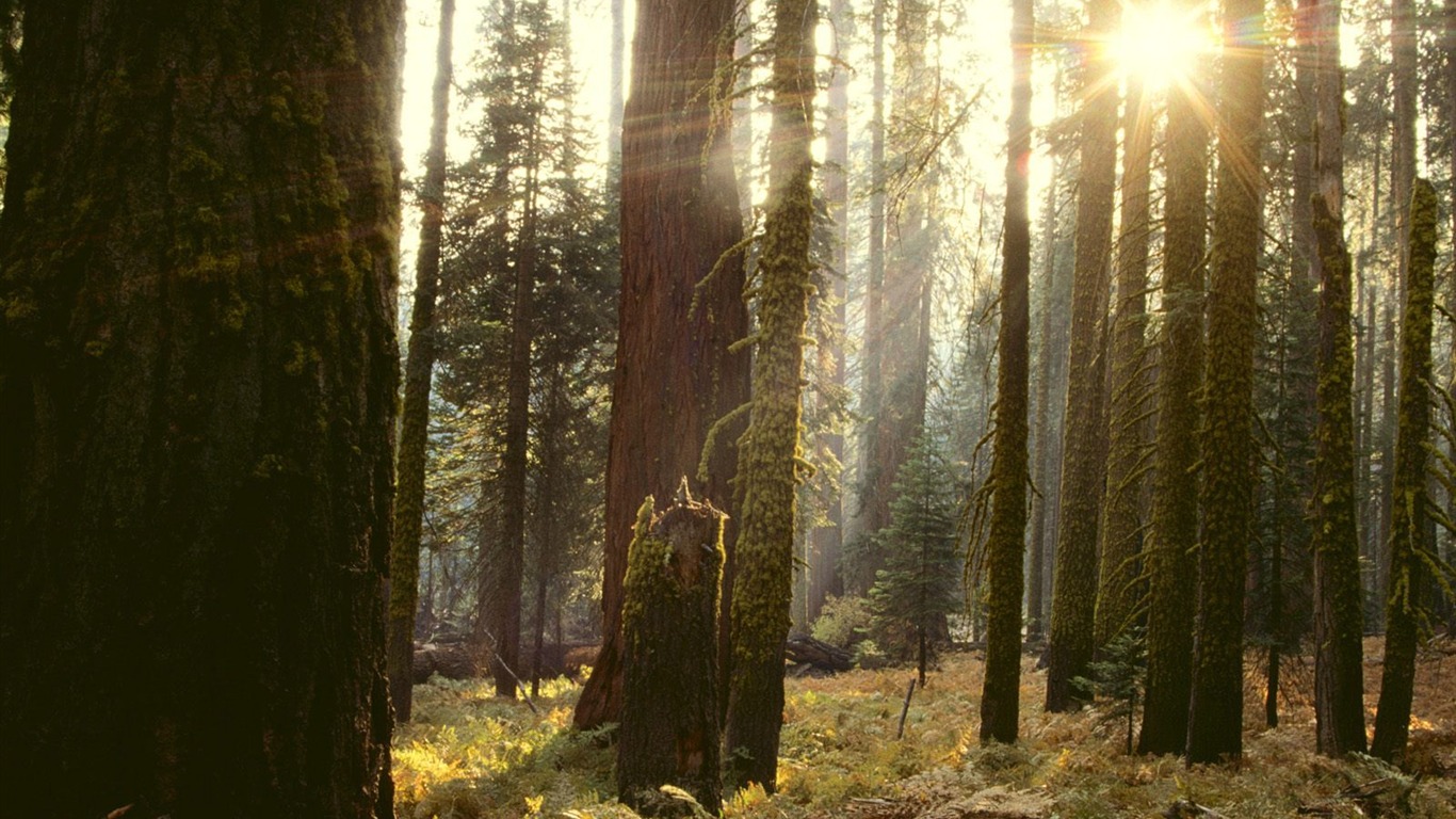 Fond d'écran d'arbres forestiers #32 - 1366x768