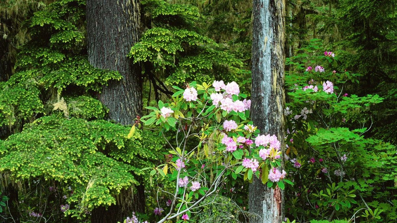 Fond d'écran d'arbres forestiers #33 - 1366x768