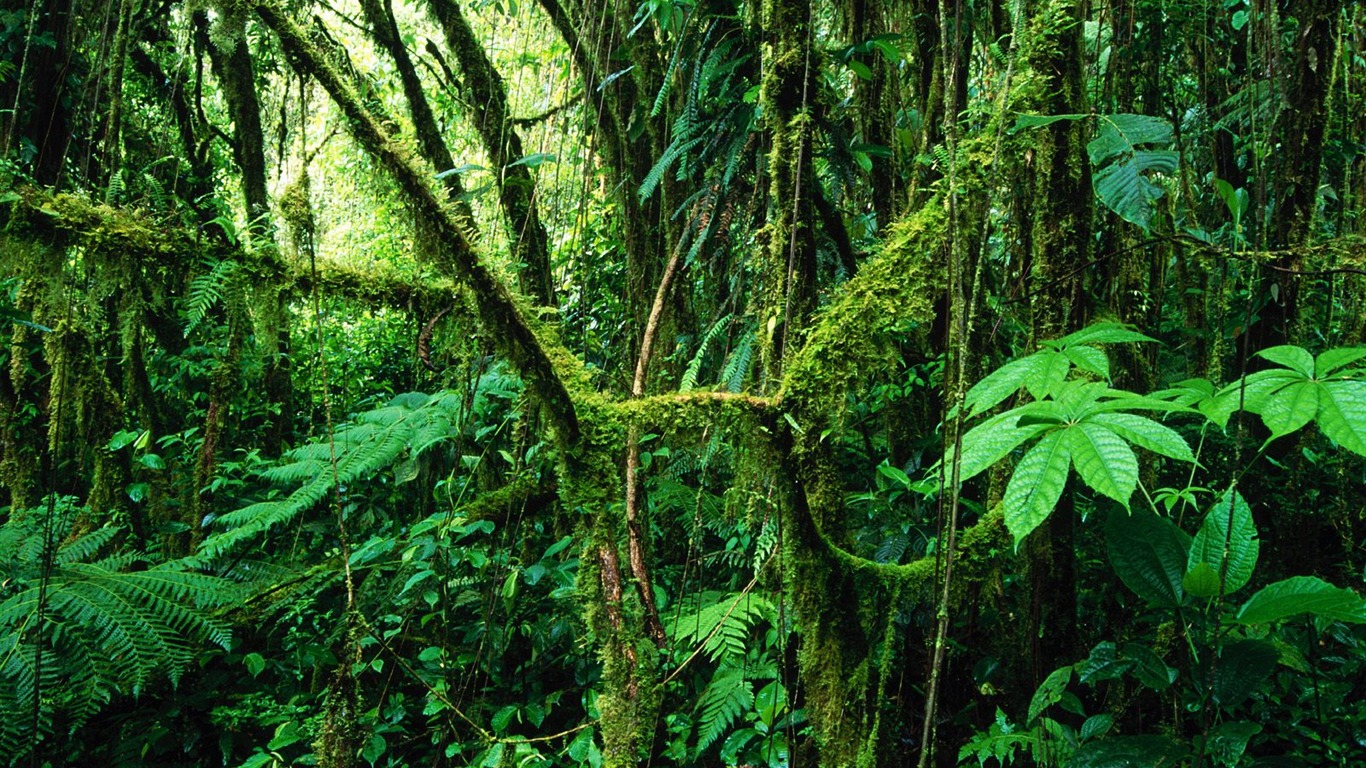 Papel tapiz de árboles forestales #37 - 1366x768