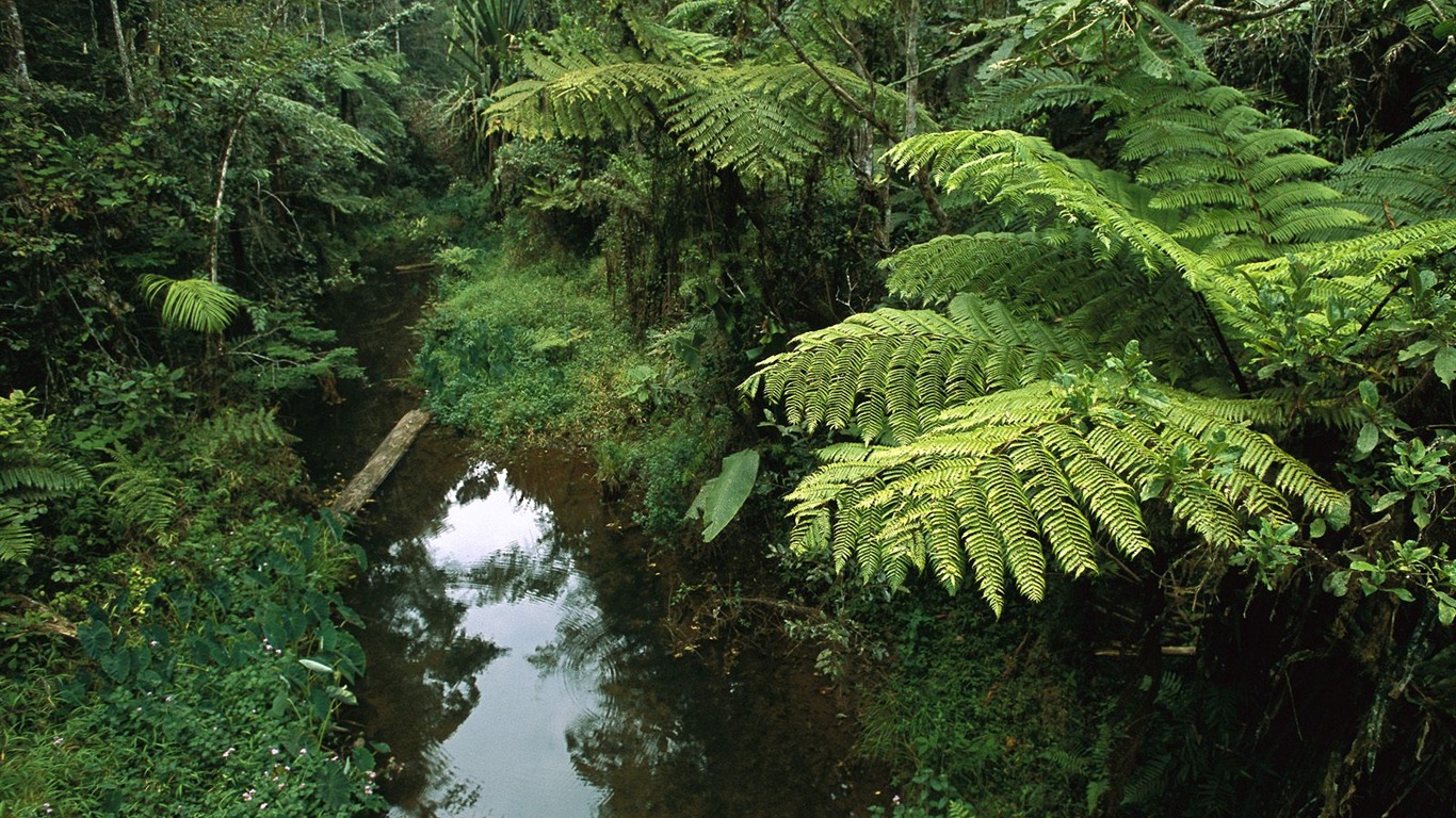 Forest tree wallpaper #38 - 1366x768