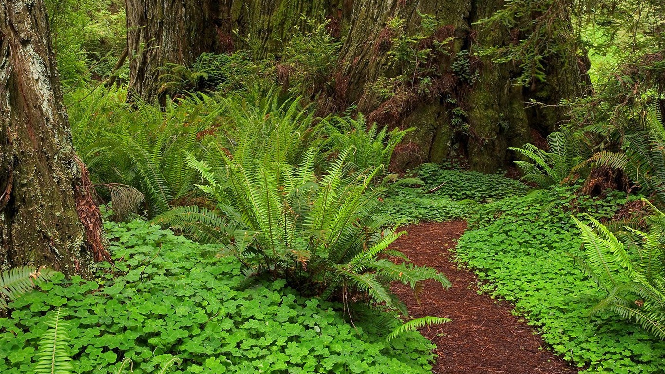 Papel tapiz de árboles forestales #39 - 1366x768