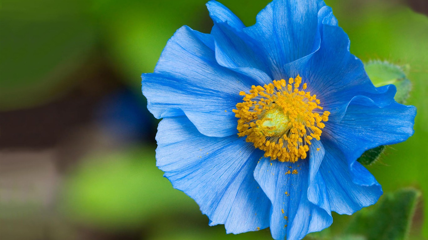 寬屏鮮花特寫壁紙 #3 - 1366x768