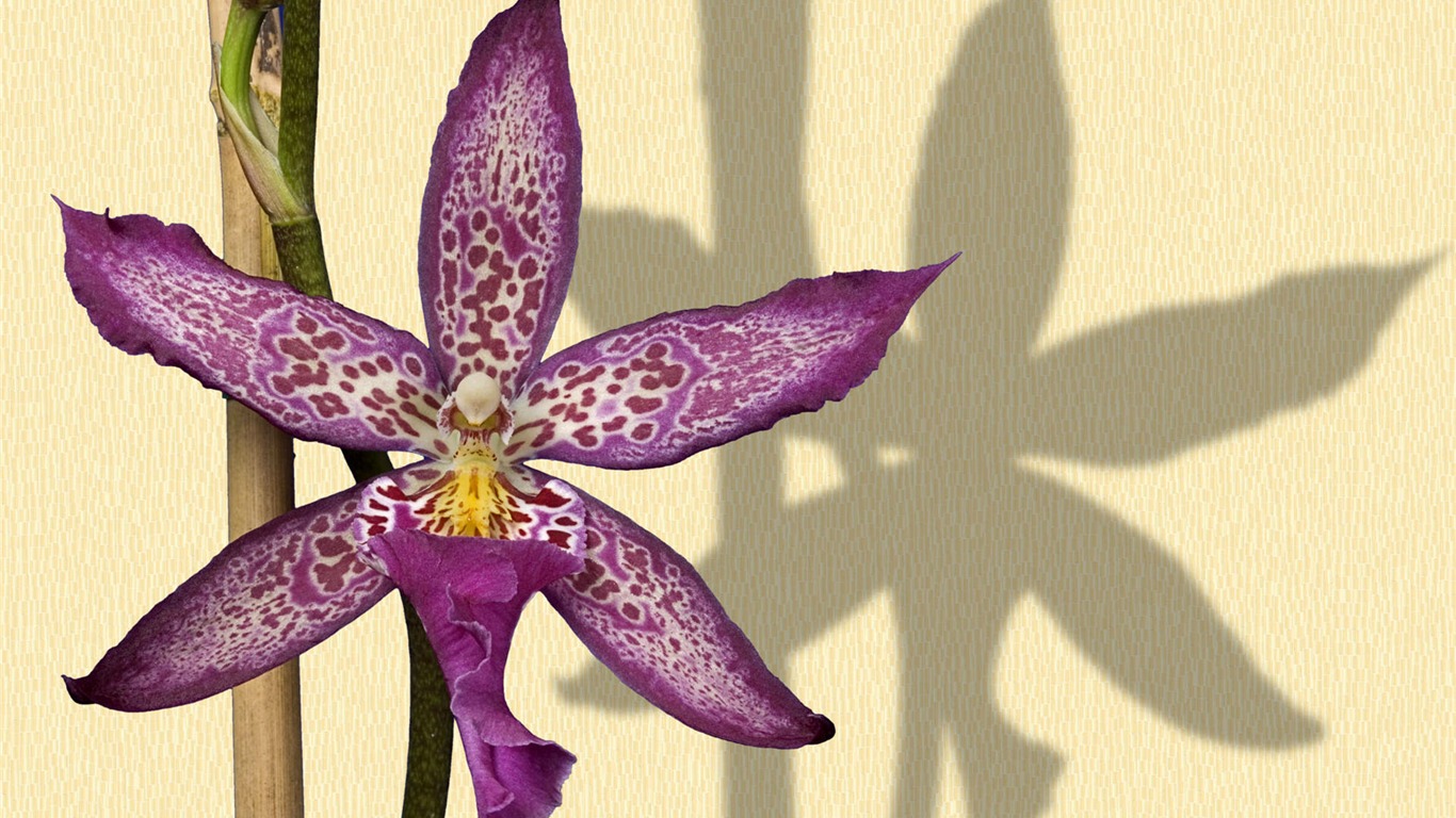 寬屏鮮花特寫壁紙 #5 - 1366x768