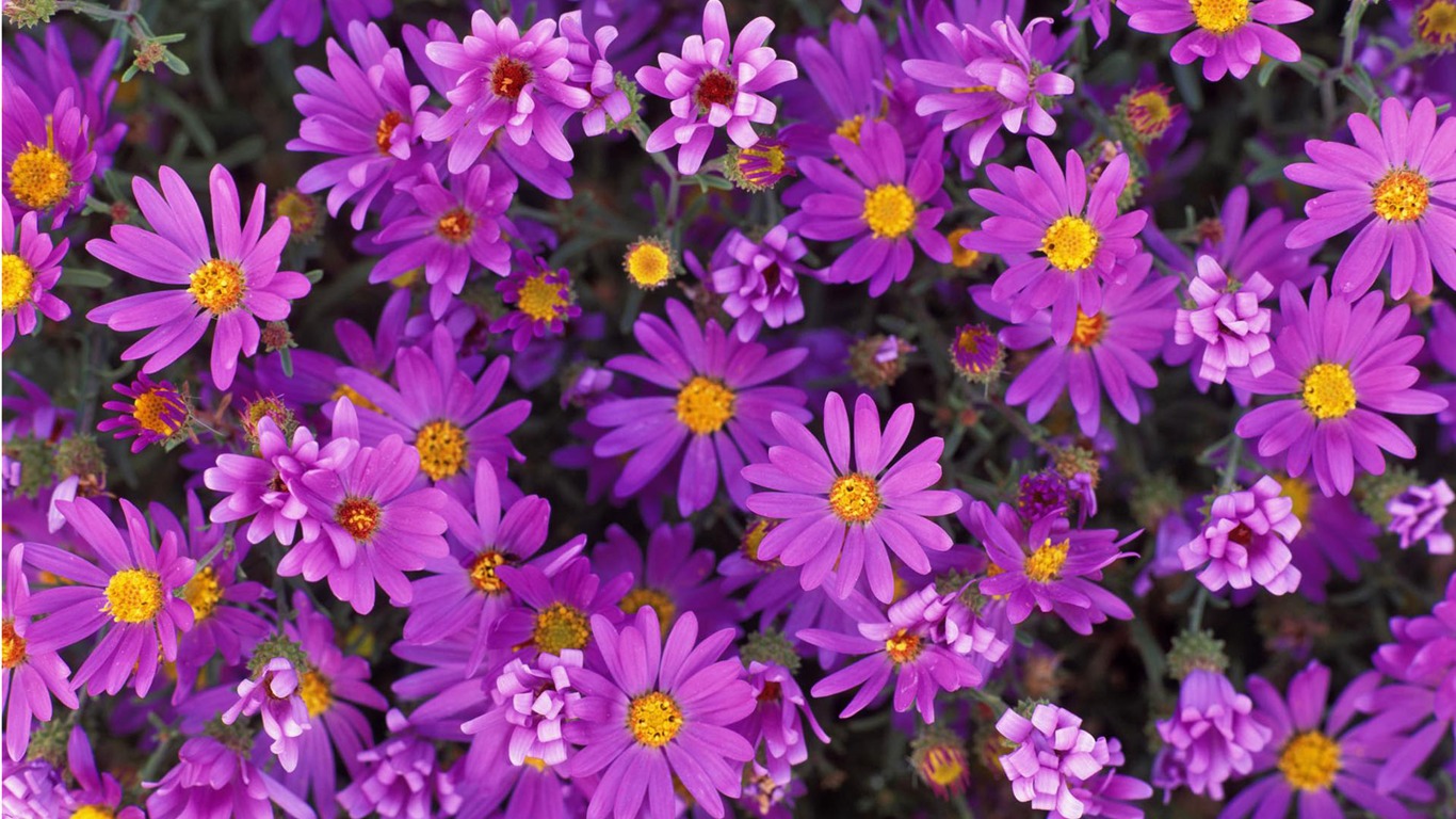 寬屏鮮花特寫壁紙 #8 - 1366x768