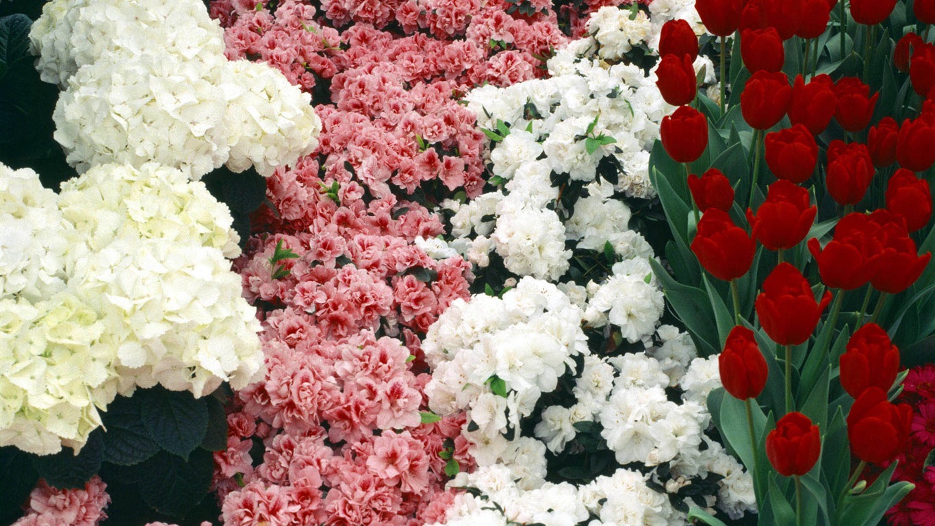 寬屏鮮花特寫壁紙 #9 - 1366x768