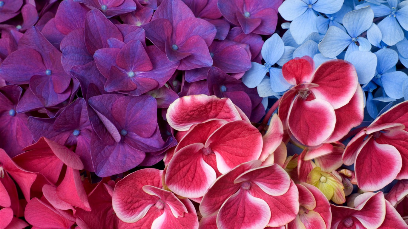 fleurs fond d'écran Widescreen close-up #20 - 1366x768