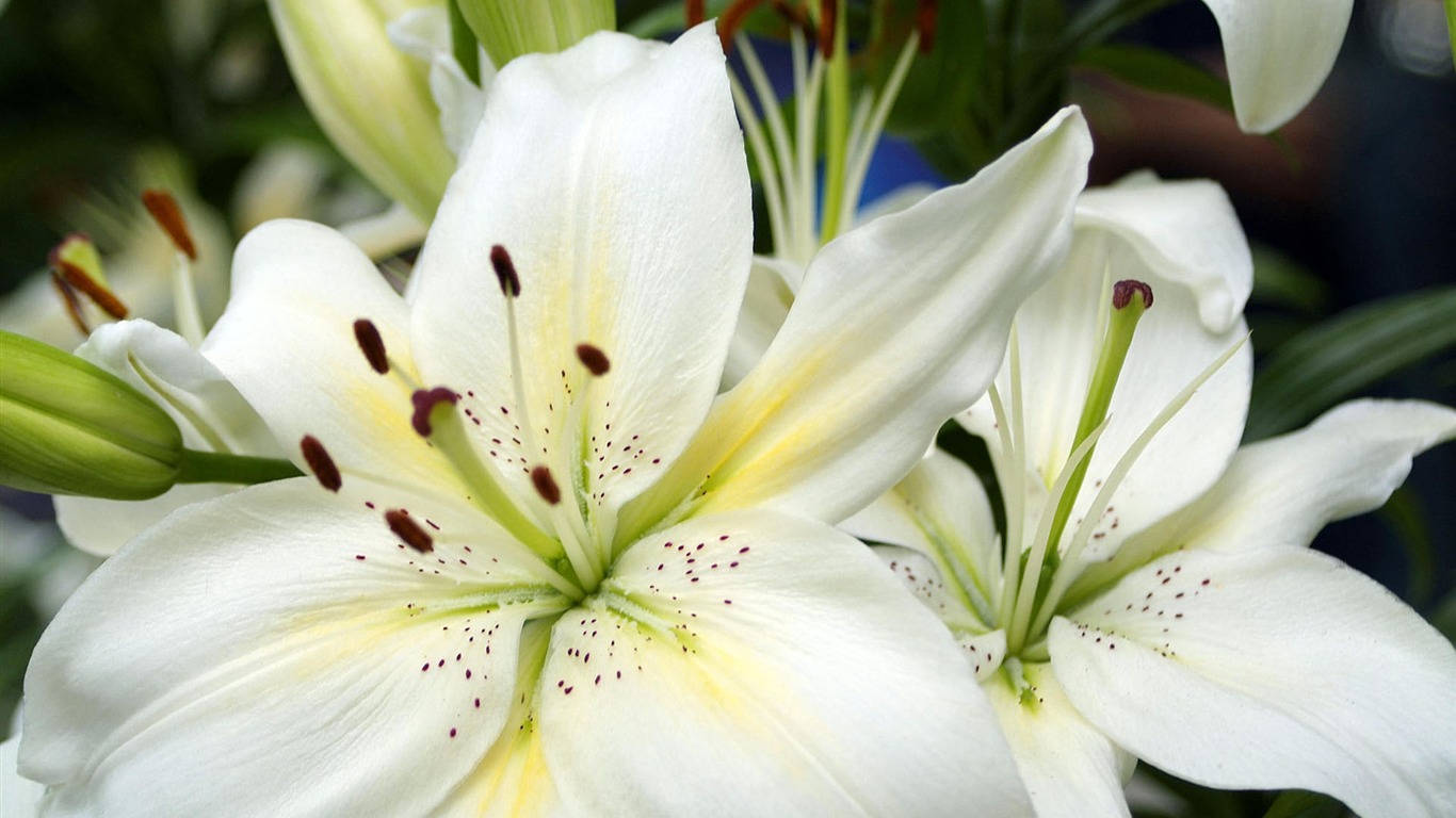 fleurs fond d'écran Widescreen close-up #22 - 1366x768