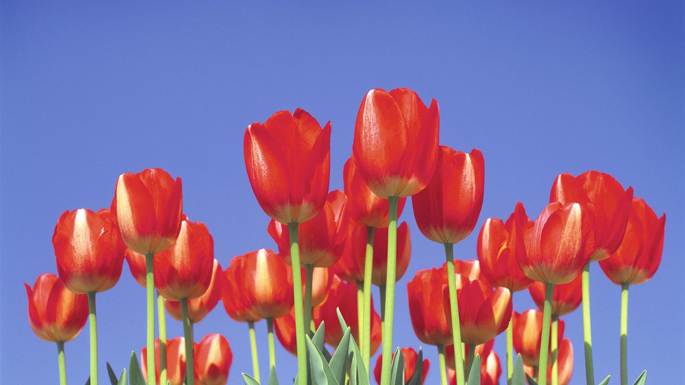 fleurs fond d'écran Widescreen close-up #23 - 1366x768