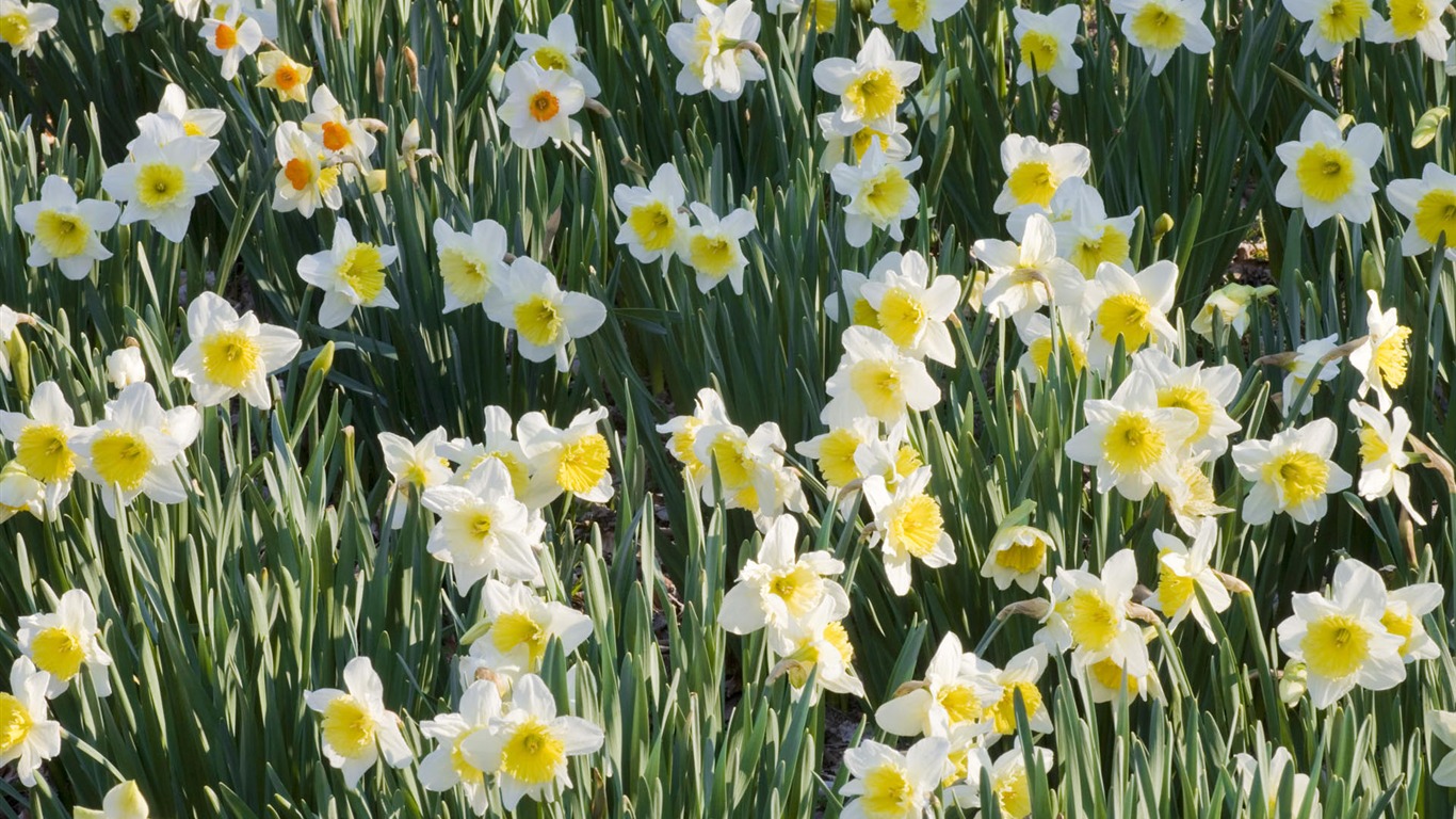 fleurs fond d'écran Widescreen close-up #24 - 1366x768