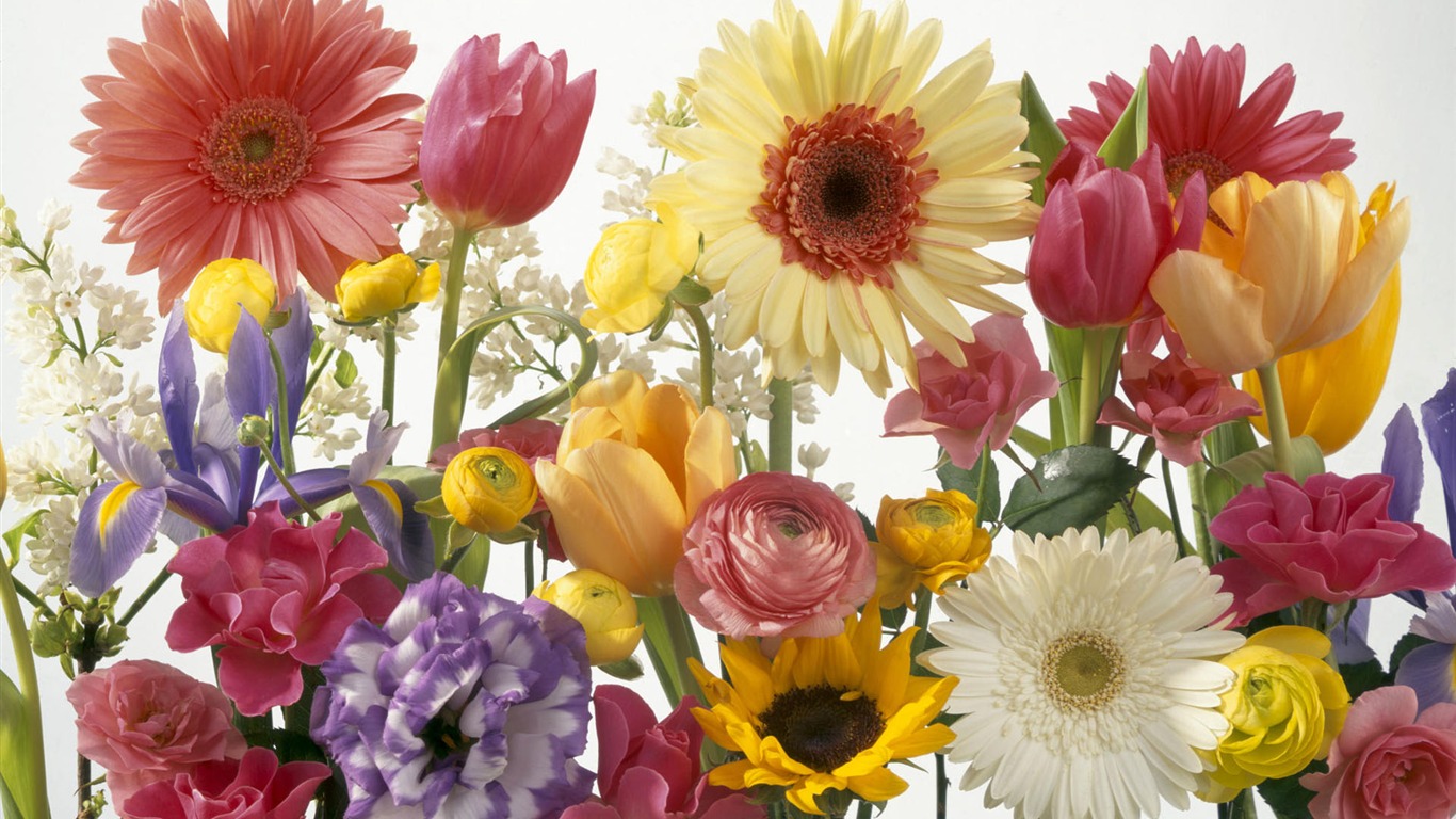 fleurs fond d'écran Widescreen close-up #25 - 1366x768