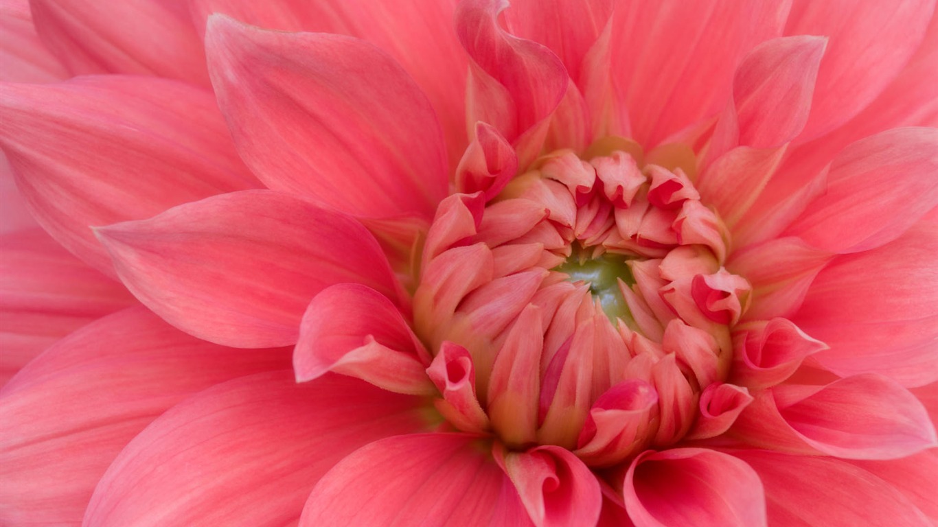 fleurs fond d'écran Widescreen close-up #26 - 1366x768