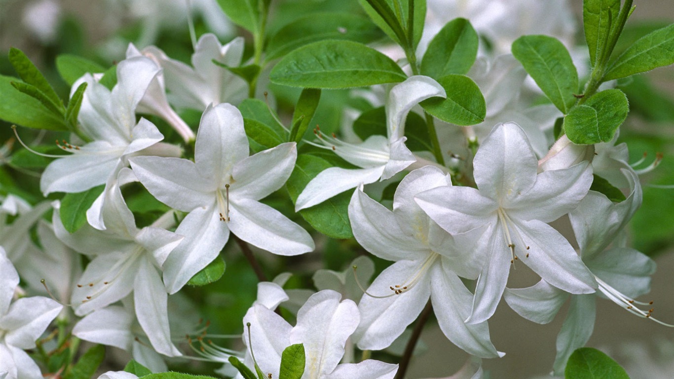 fleurs fond d'écran Widescreen close-up #27 - 1366x768