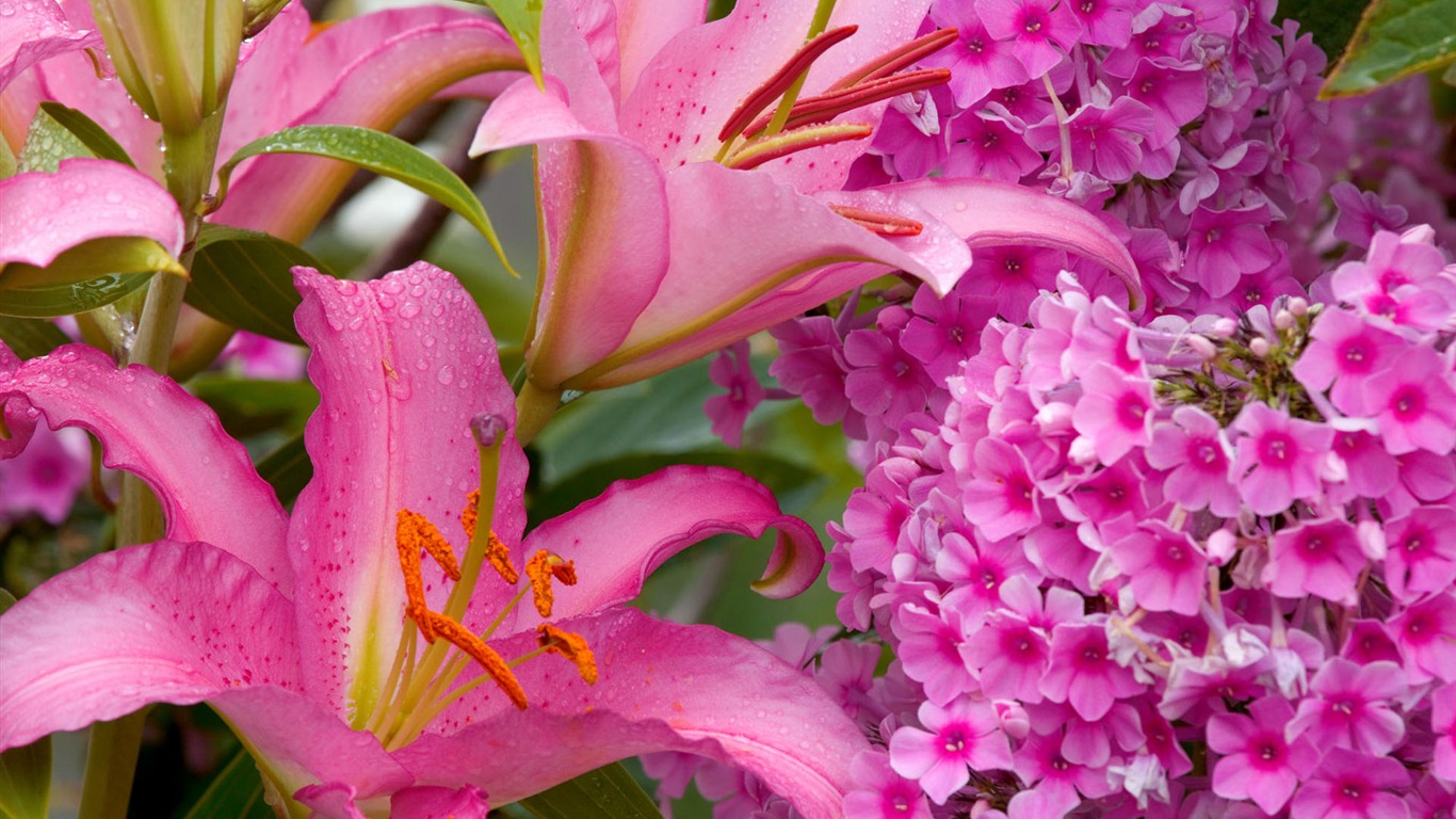 fleurs fond d'écran Widescreen close-up #28 - 1366x768