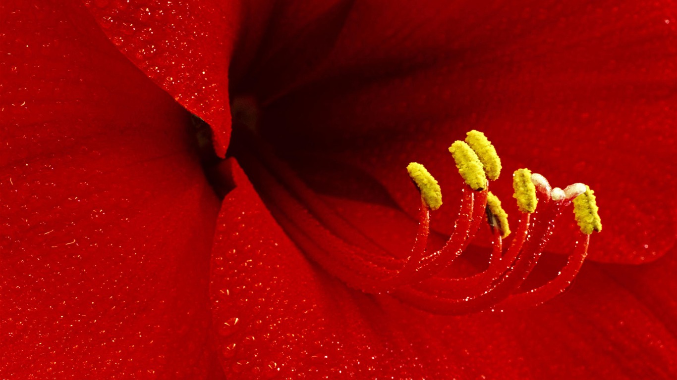 寬屏鮮花特寫壁紙 #29 - 1366x768