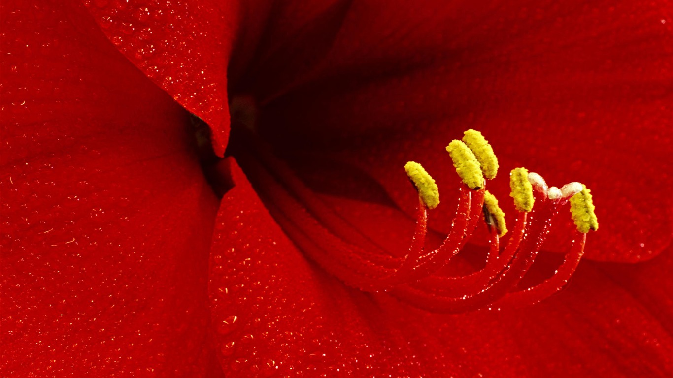 fleurs fond d'écran Widescreen close-up #29 - 1366x768