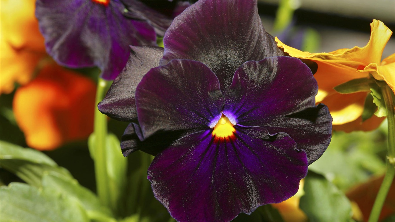 fleurs fond d'écran Widescreen close-up #30 - 1366x768