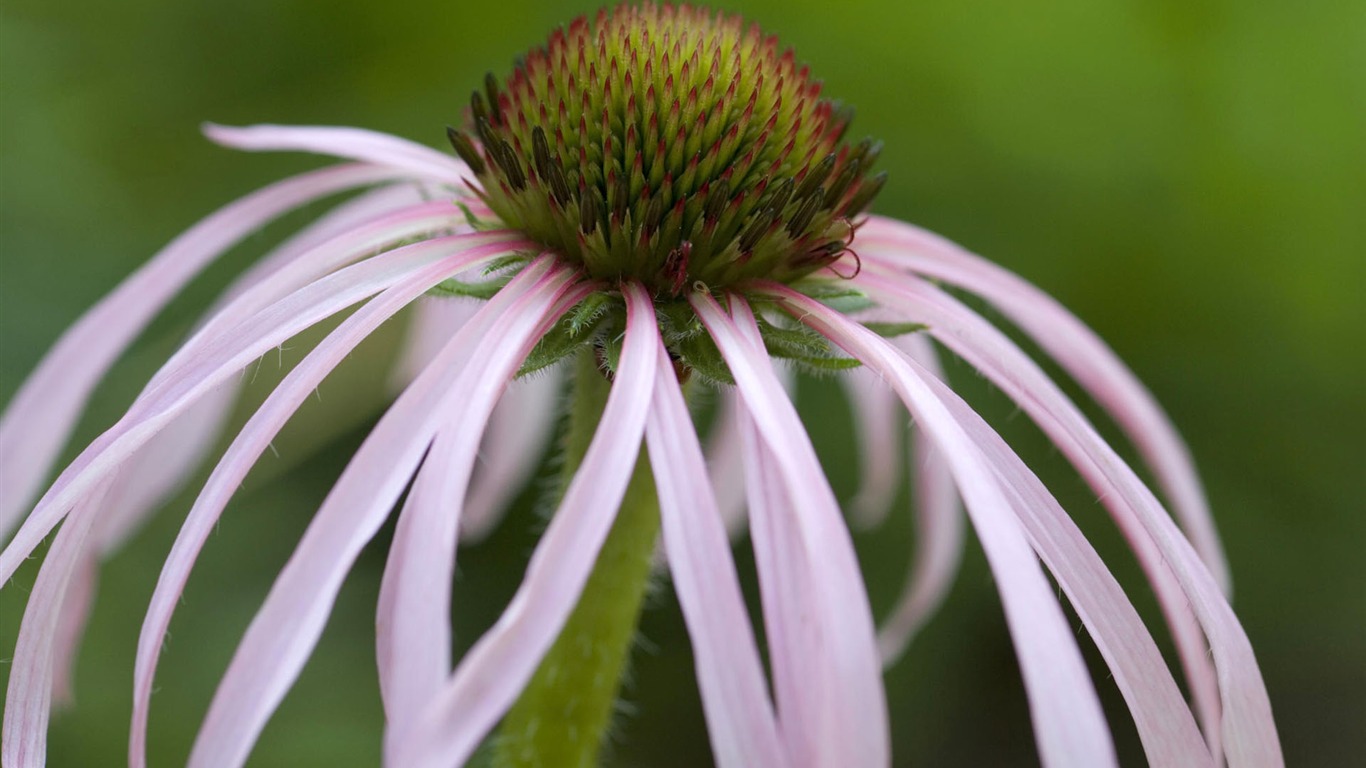 fleurs fond d'écran Widescreen close-up #31 - 1366x768