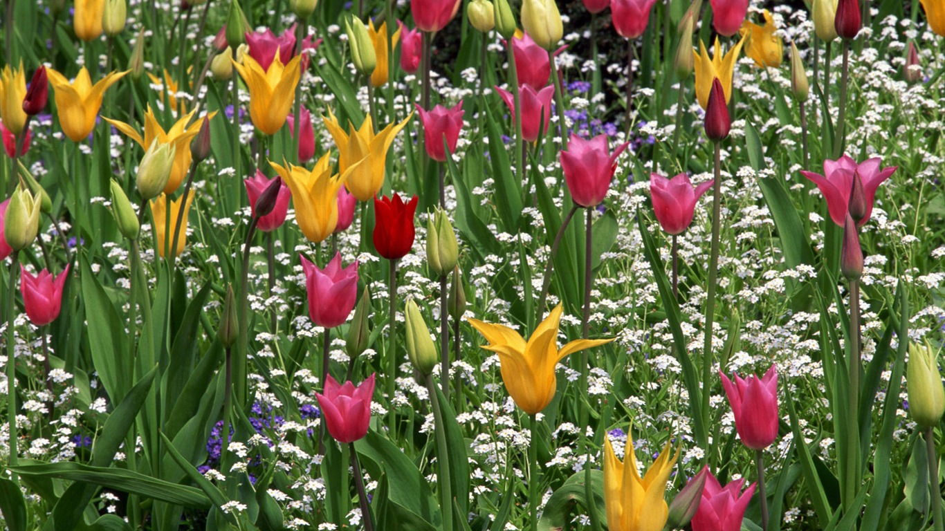 fleurs fond d'écran Widescreen close-up #33 - 1366x768