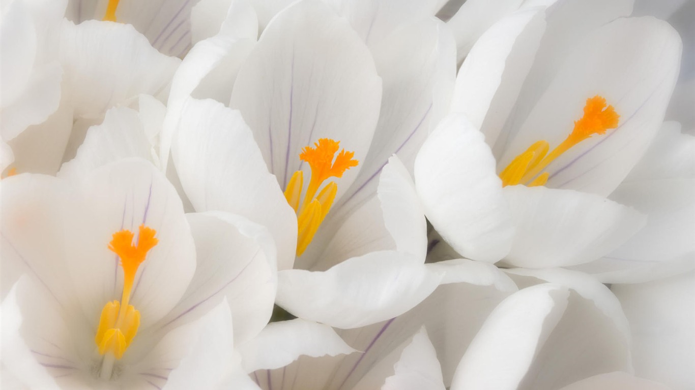 Widescreen wallpaper flowers close-up #34 - 1366x768