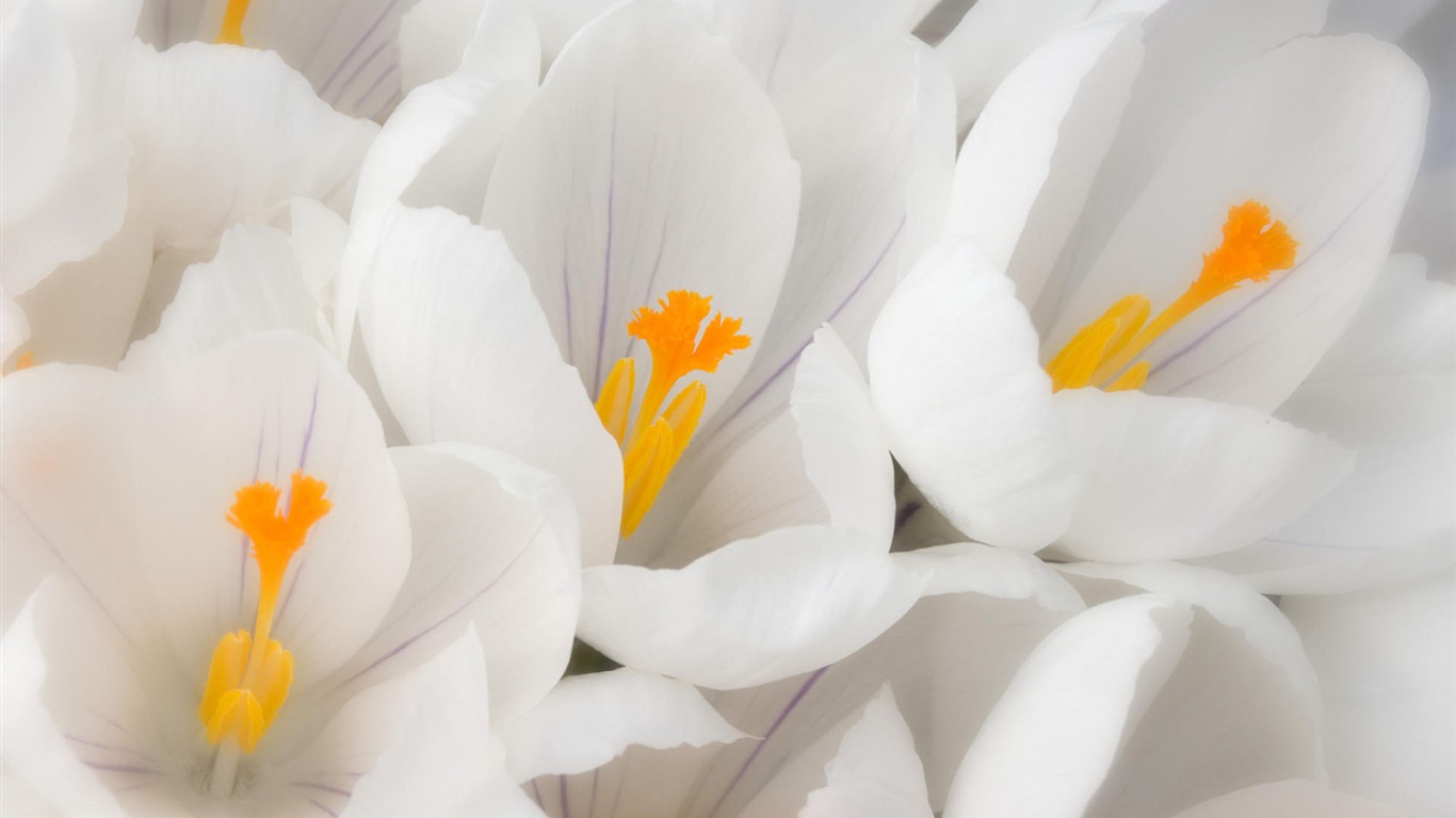 fleurs fond d'écran Widescreen close-up #34 - 1366x768