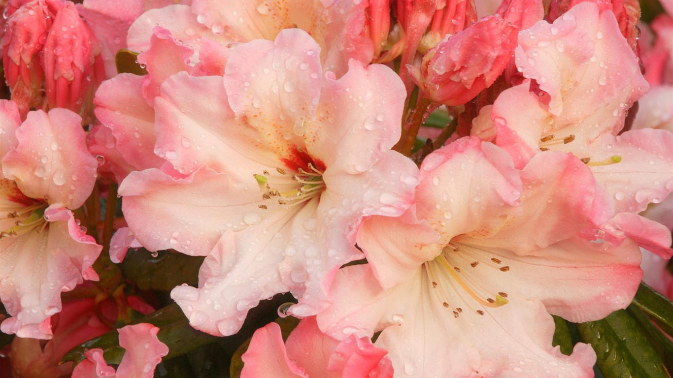 fleurs fond d'écran Widescreen close-up #35 - 1366x768