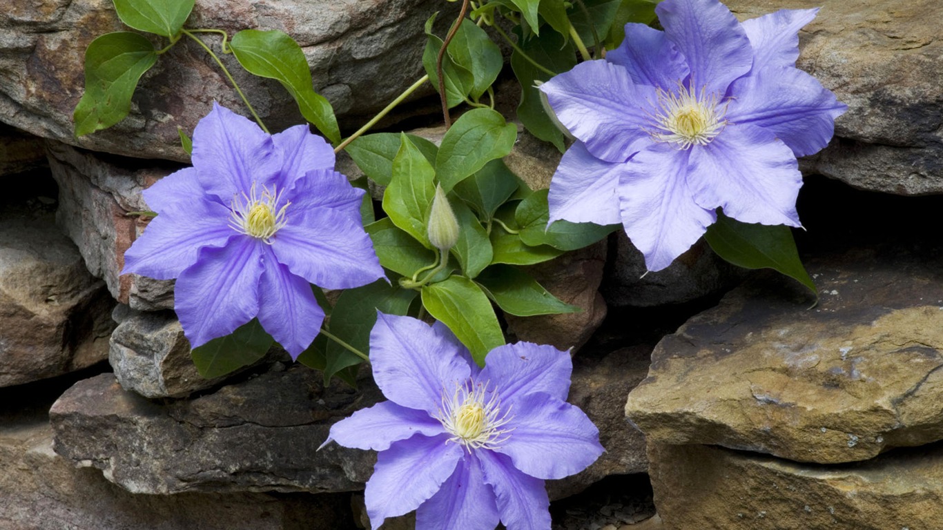 fleurs fond d'écran Widescreen close-up #36 - 1366x768