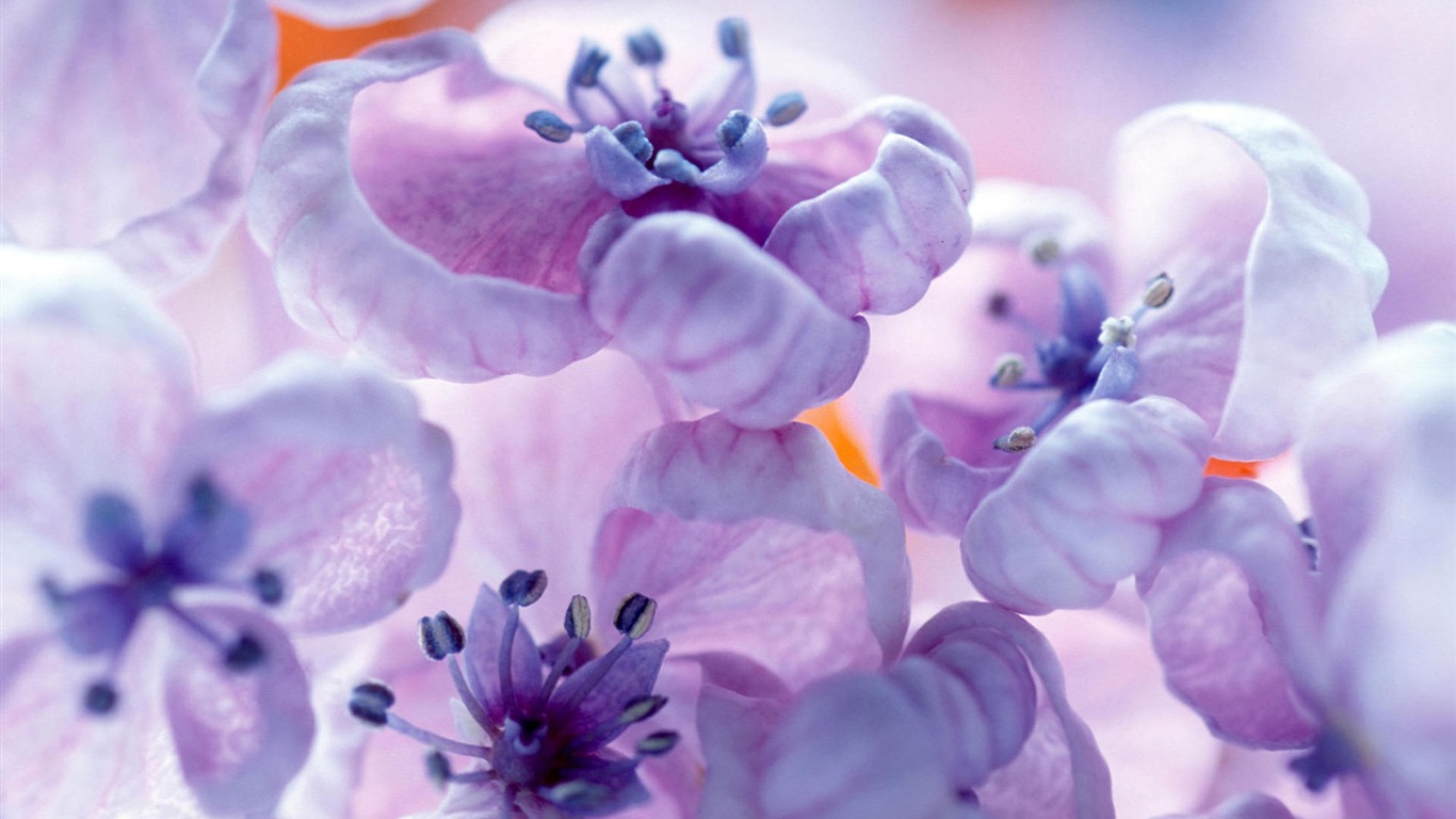 fleurs fond d'écran Widescreen close-up #37 - 1366x768