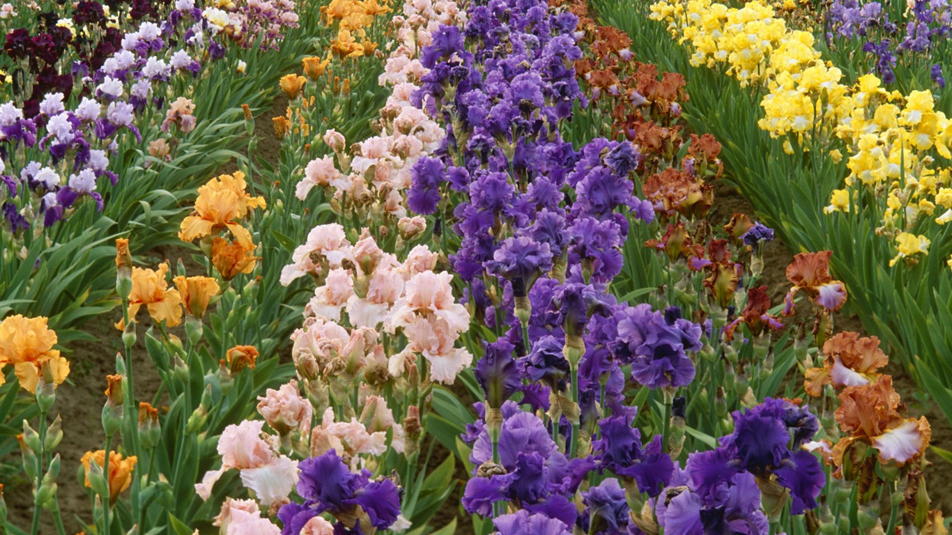 fleurs fond d'écran Widescreen close-up #38 - 1366x768