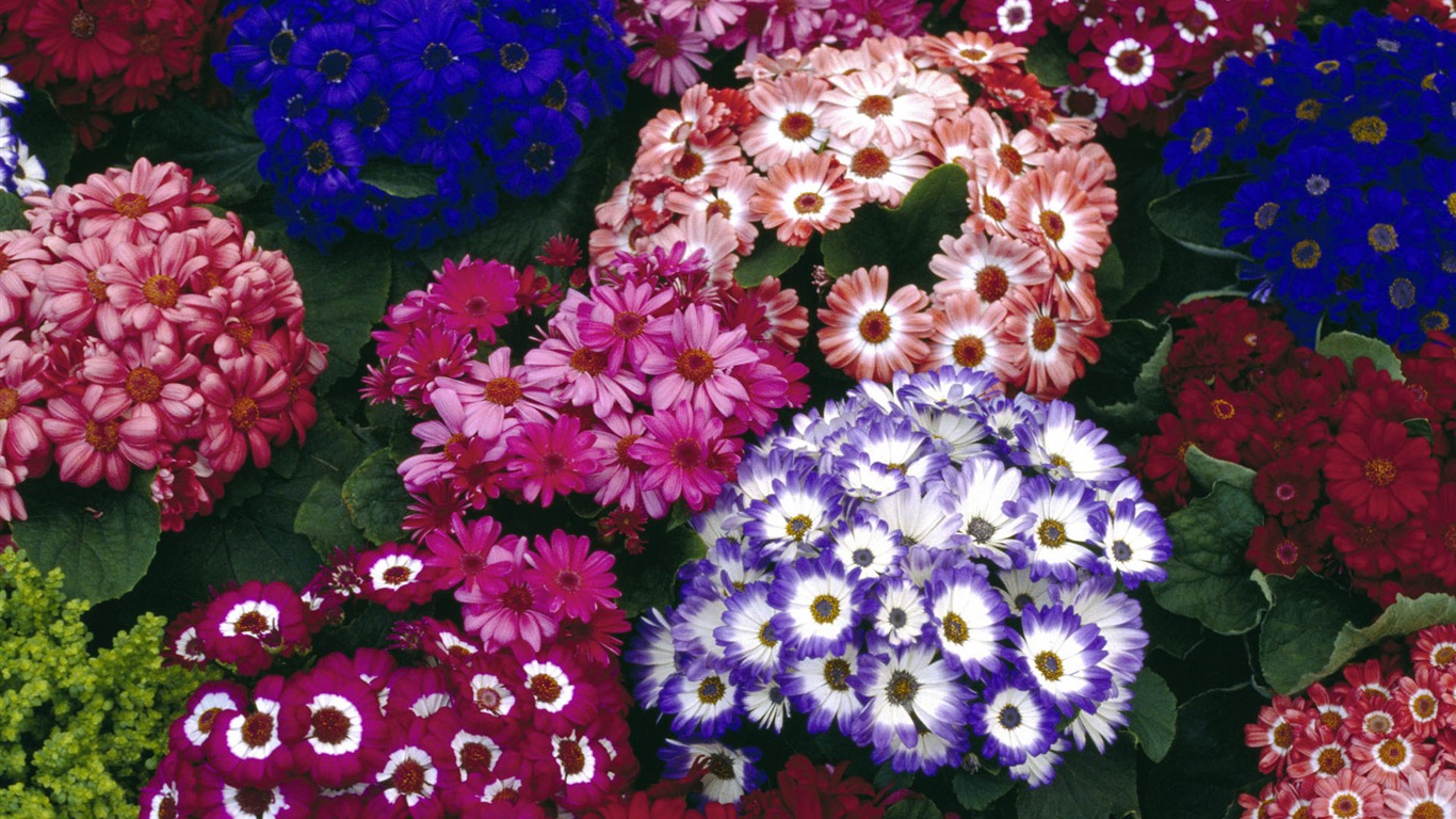 fleurs fond d'écran Widescreen close-up #40 - 1366x768