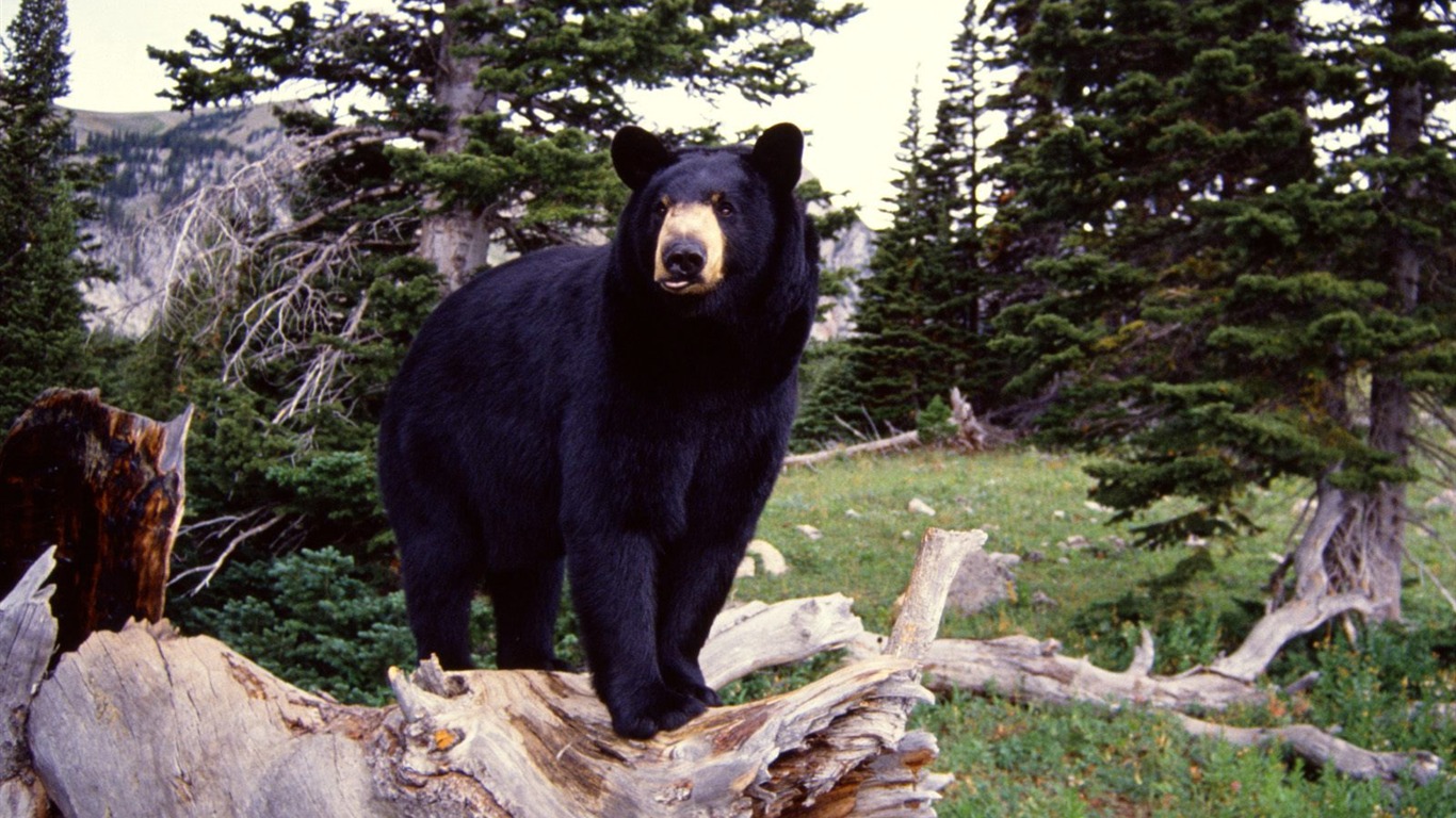 Bear Tapety Album #3 - 1366x768