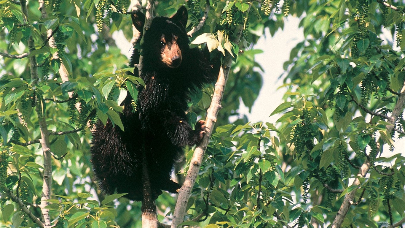 Bear Tapety Album #4 - 1366x768