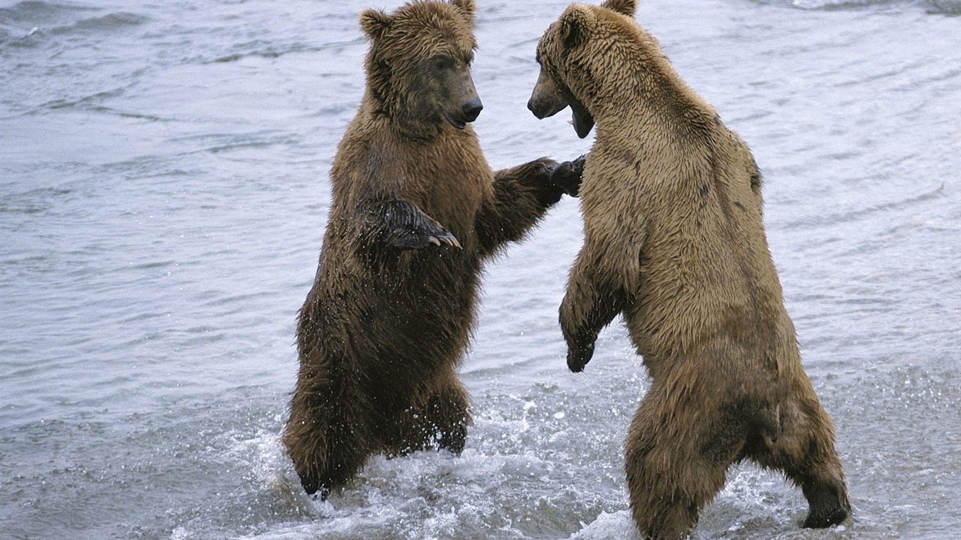 Bear Tapety Album #5 - 1366x768