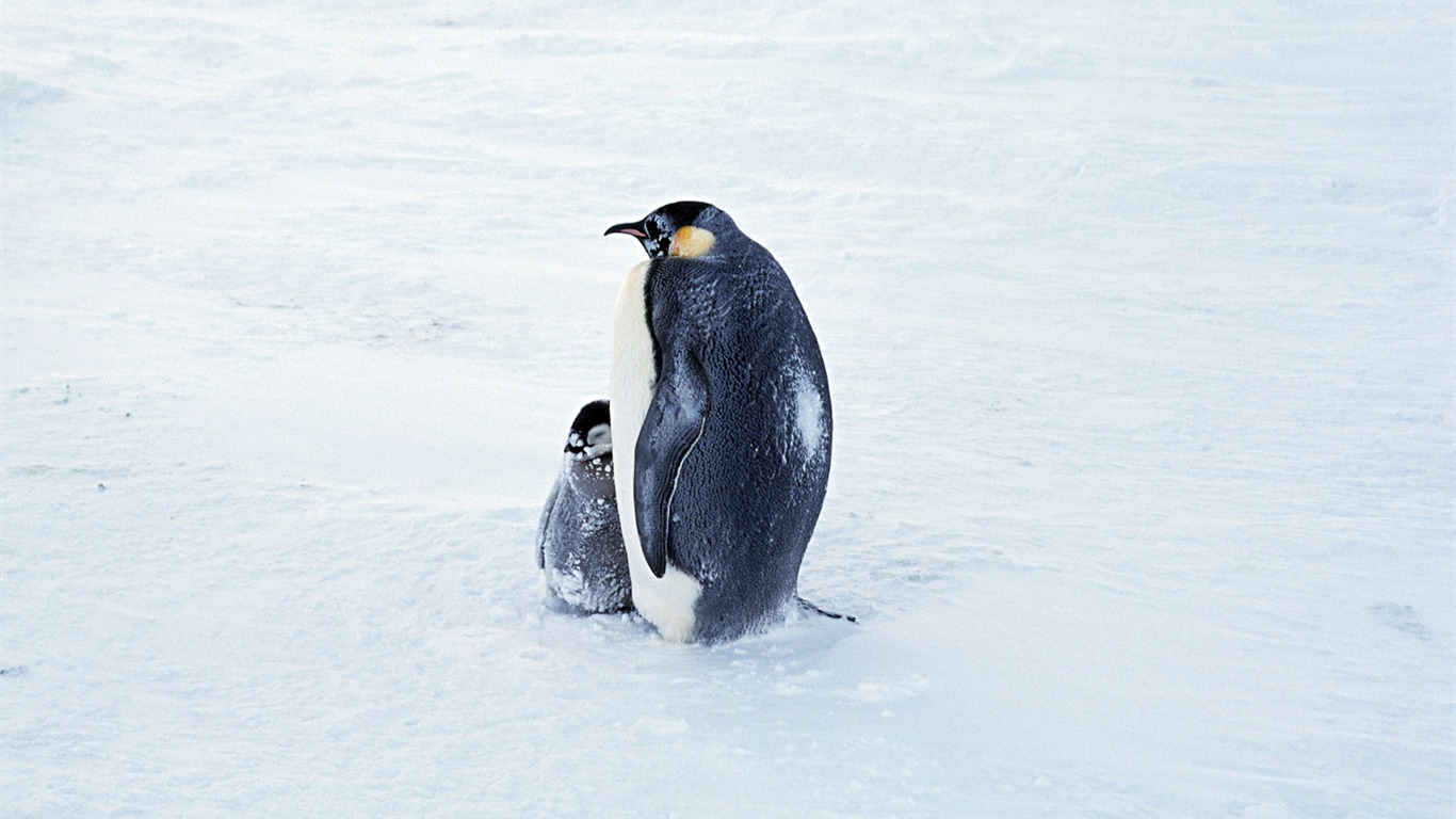 Foto de Animales Fondos de Pingüino #2 - 1366x768