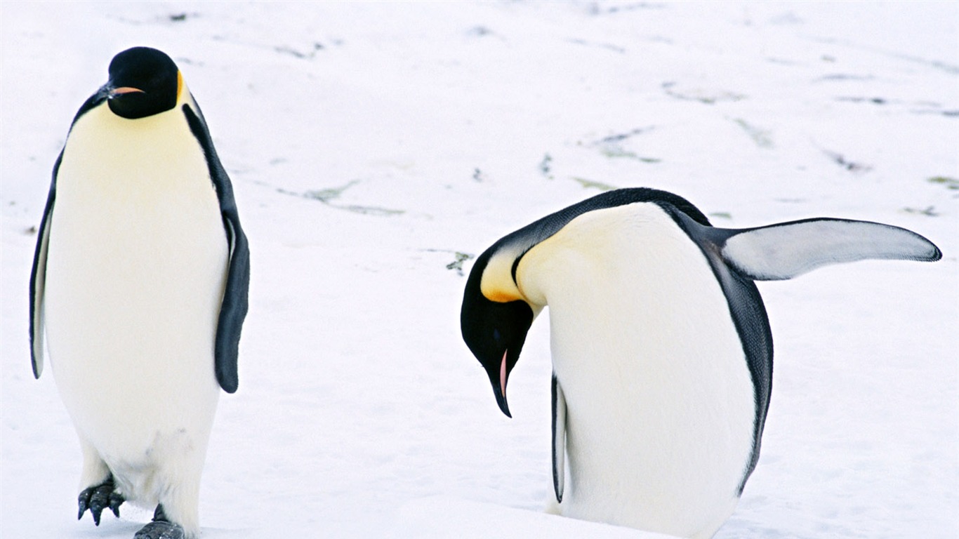Foto de Animales Fondos de Pingüino #3 - 1366x768