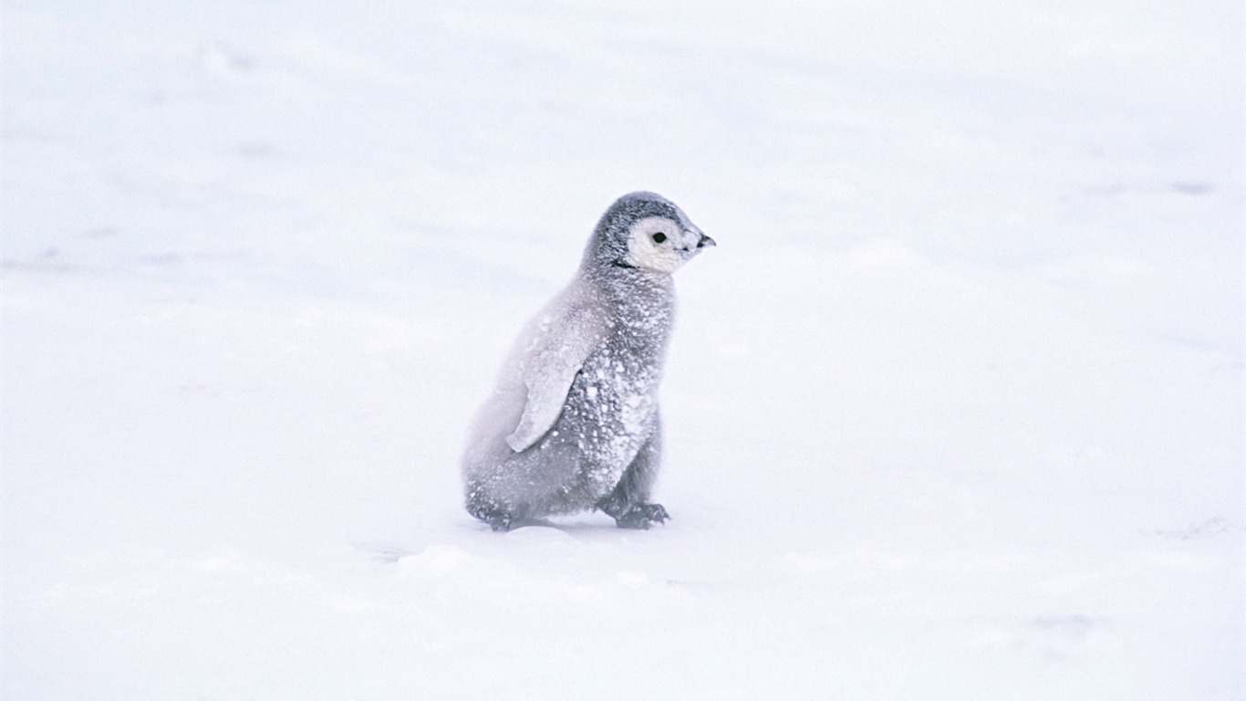 Foto de Animales Fondos de Pingüino #4 - 1366x768