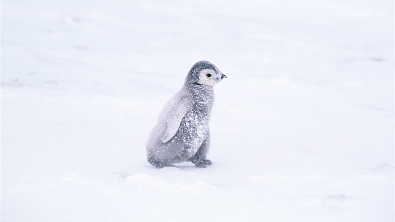 Photo of Penguin Animal Wallpapers #4 - 1366x768