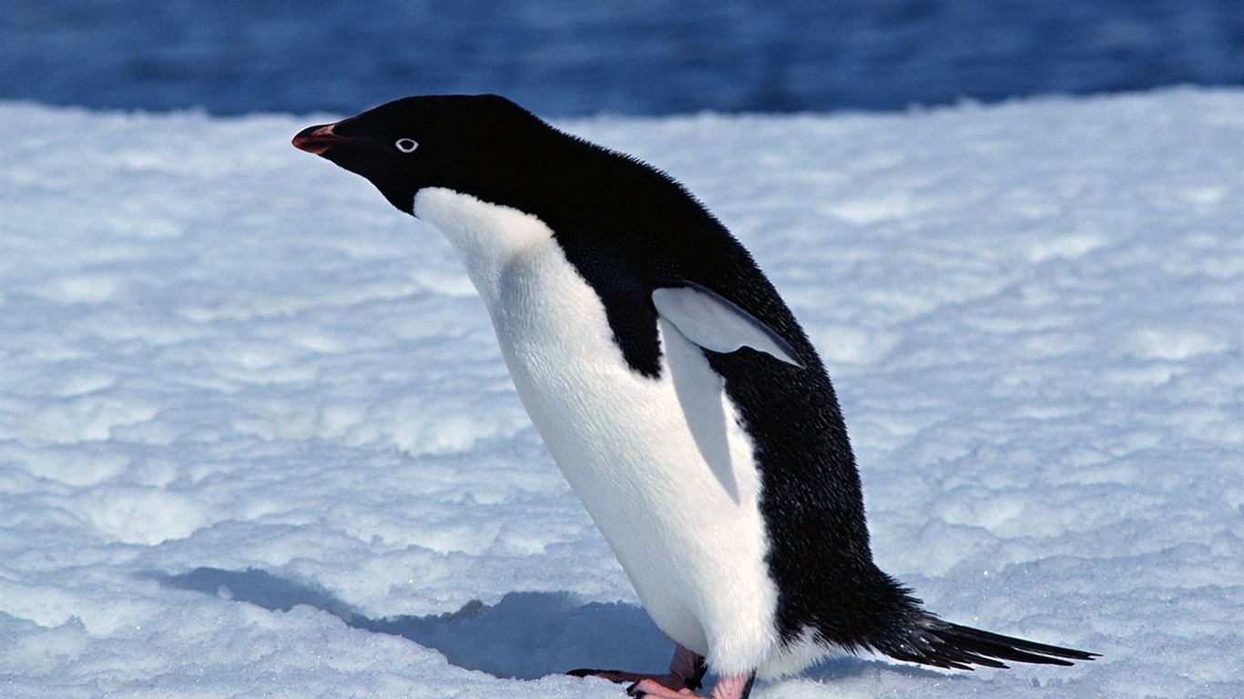Photo of Penguin Animal Wallpapers #6 - 1366x768