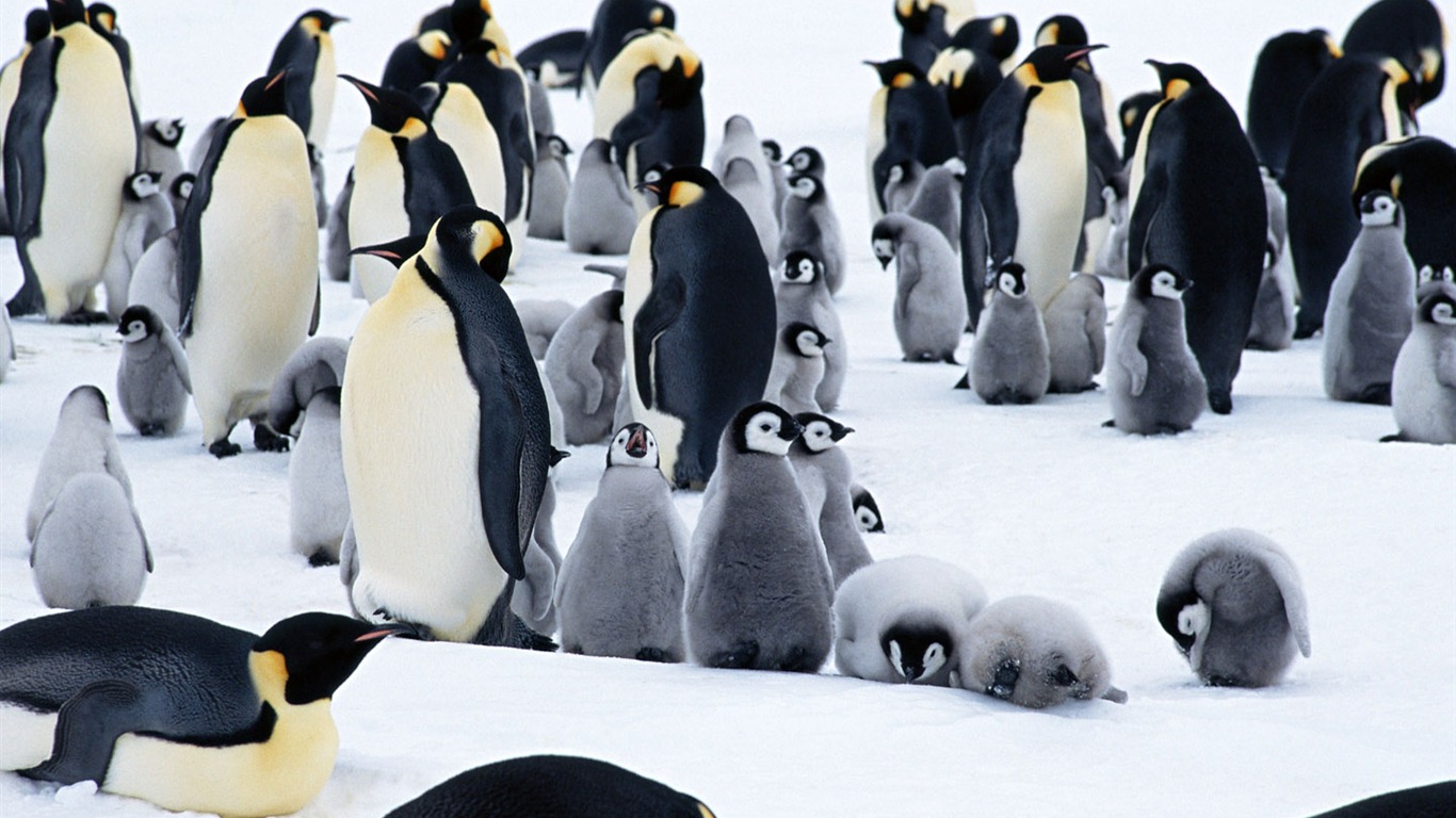 Foto de Animales Fondos de Pingüino #7 - 1366x768