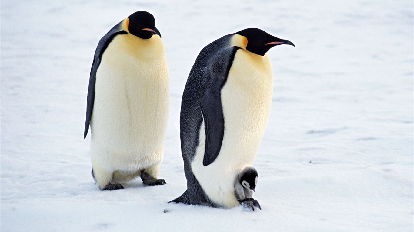 Photo of Penguin Animal Wallpapers #9 - 1366x768