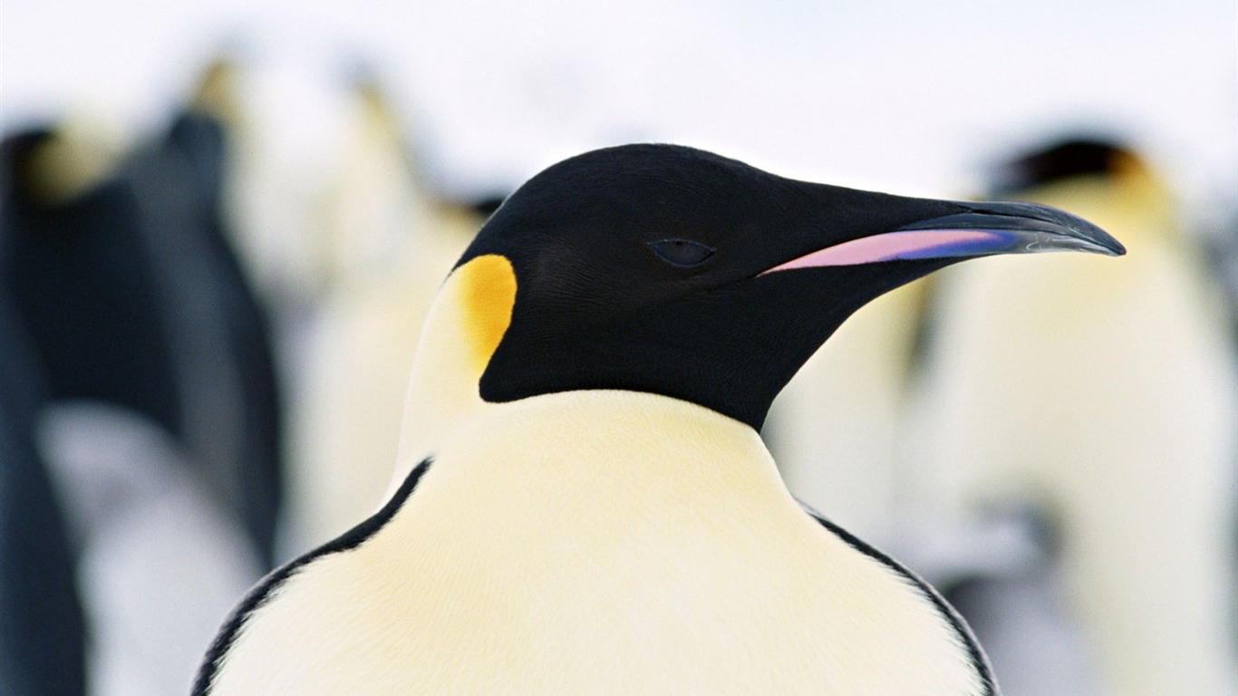 Foto de Animales Fondos de Pingüino #10 - 1366x768