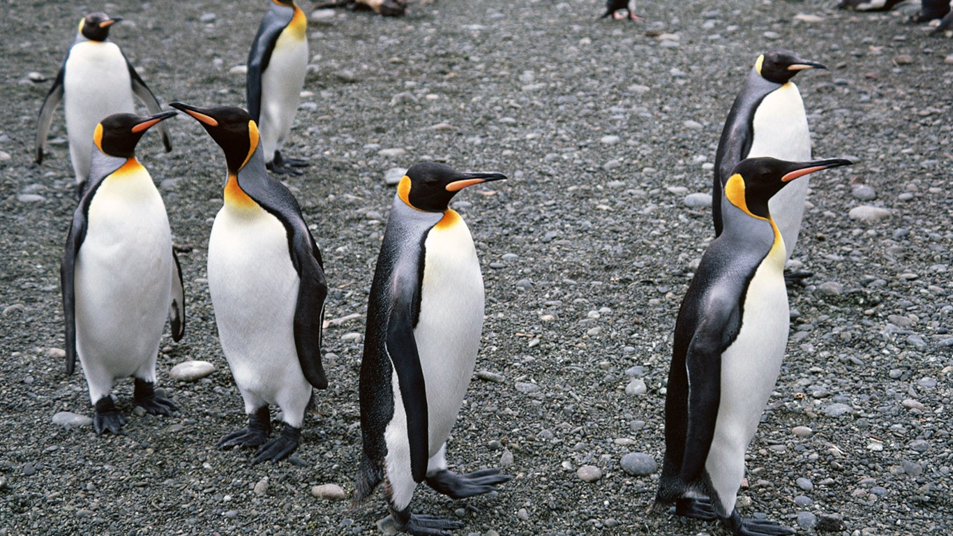 Foto de Animales Fondos de Pingüino #11 - 1366x768