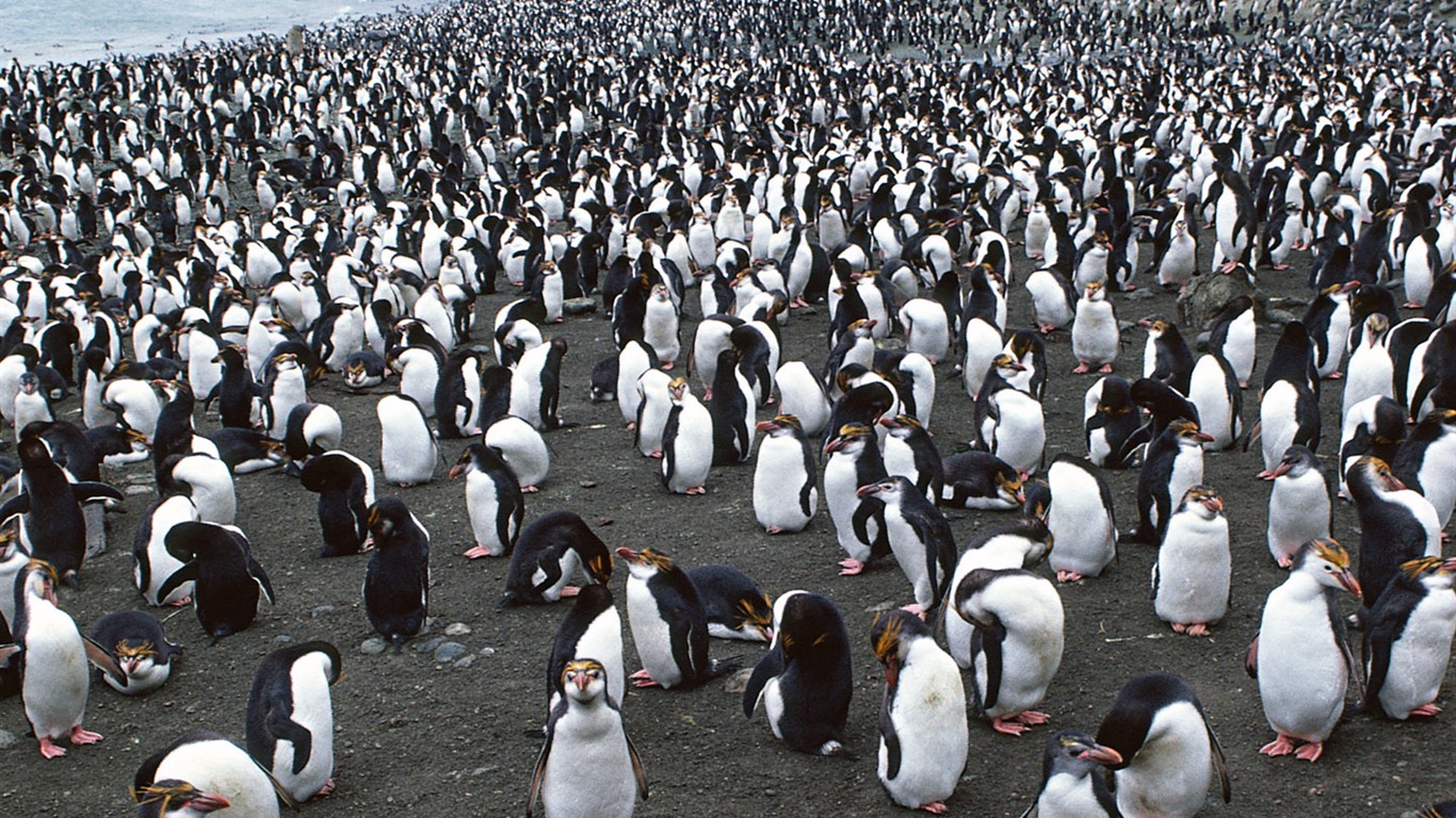 Foto von Penguin Animal Wallpapers #12 - 1366x768
