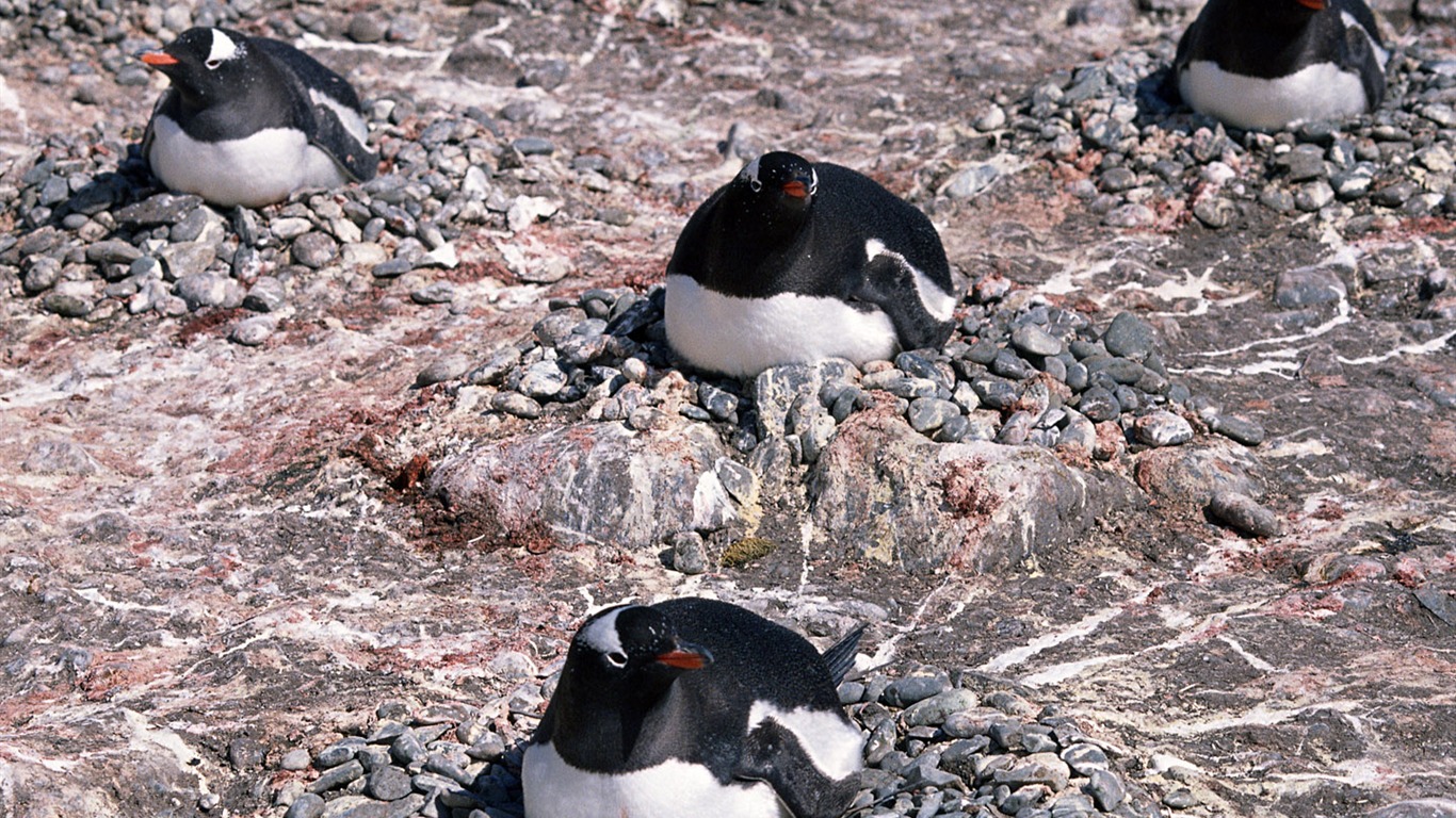 Foto de Animales Fondos de Pingüino #13 - 1366x768
