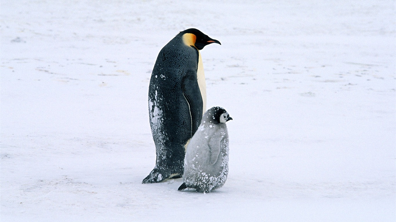 Photo of Penguin Animal Wallpapers #14 - 1366x768