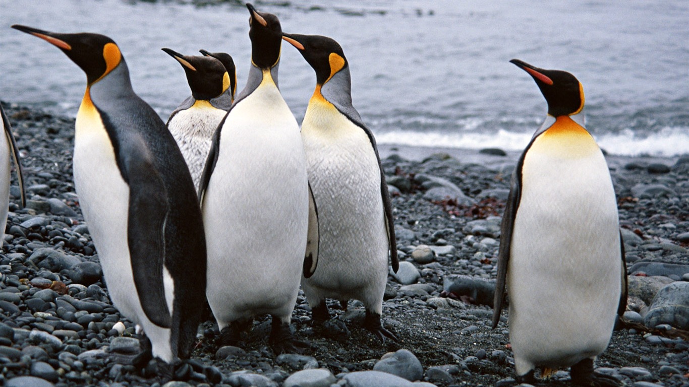 Foto de Animales Fondos de Pingüino #15 - 1366x768