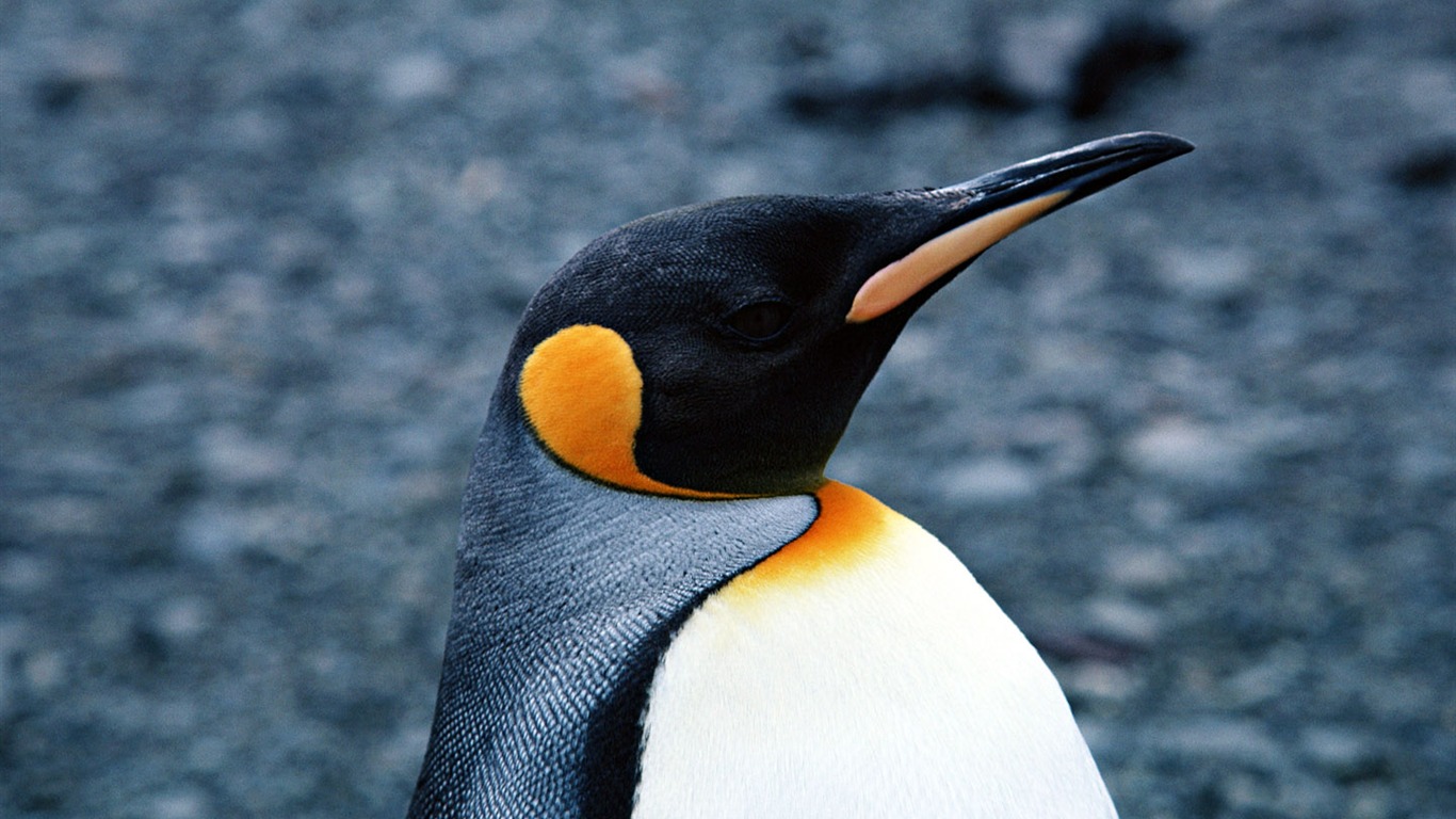 Foto de Animales Fondos de Pingüino #16 - 1366x768