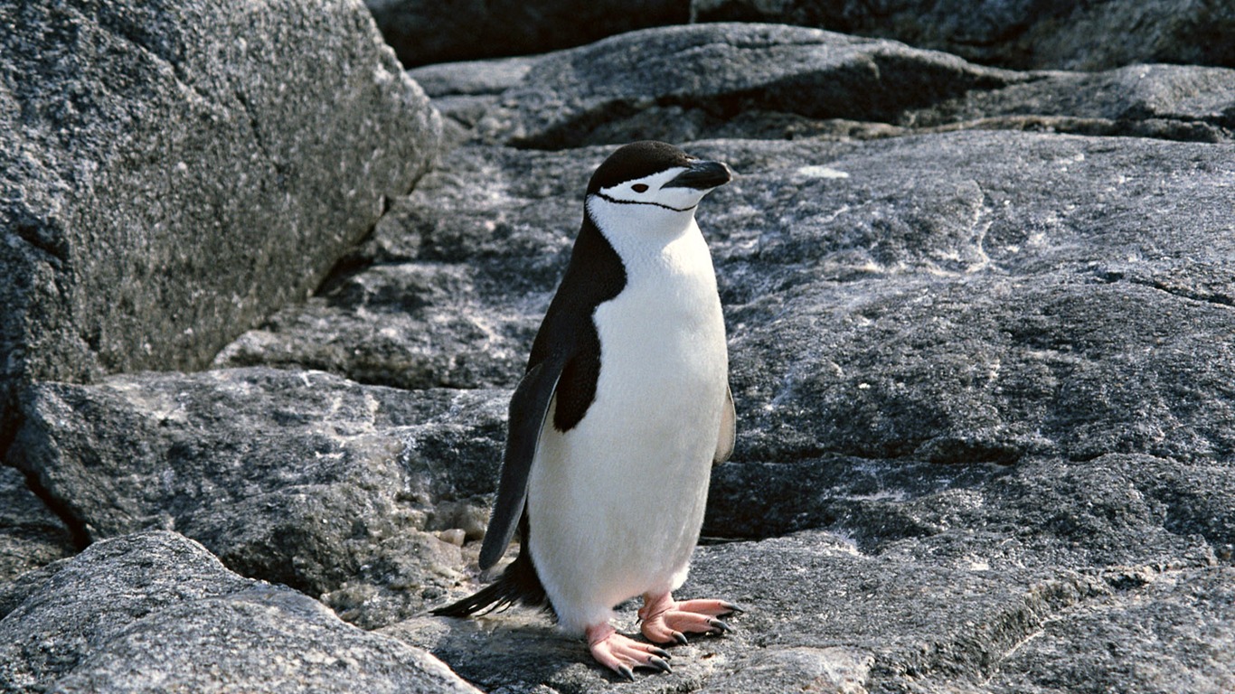 Fotografie Tapety Penguin zvířat #19 - 1366x768