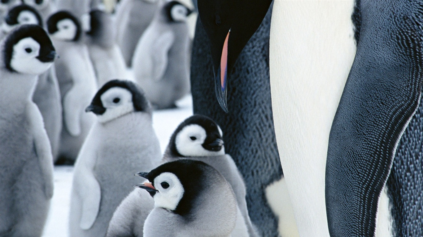 Photo of Penguin Animal Wallpapers #20 - 1366x768