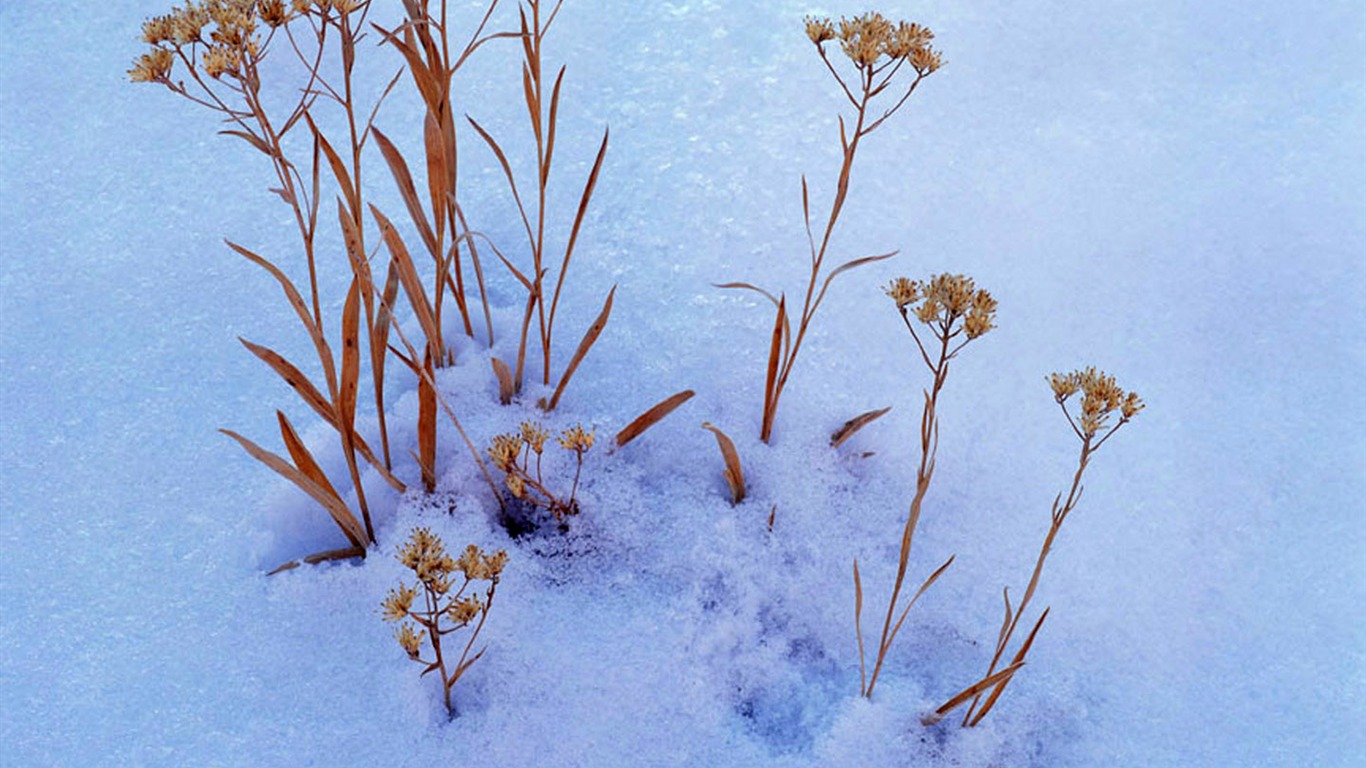 fondos de escritorio de alta definición de invierno la nieve fresca escena #21 - 1366x768